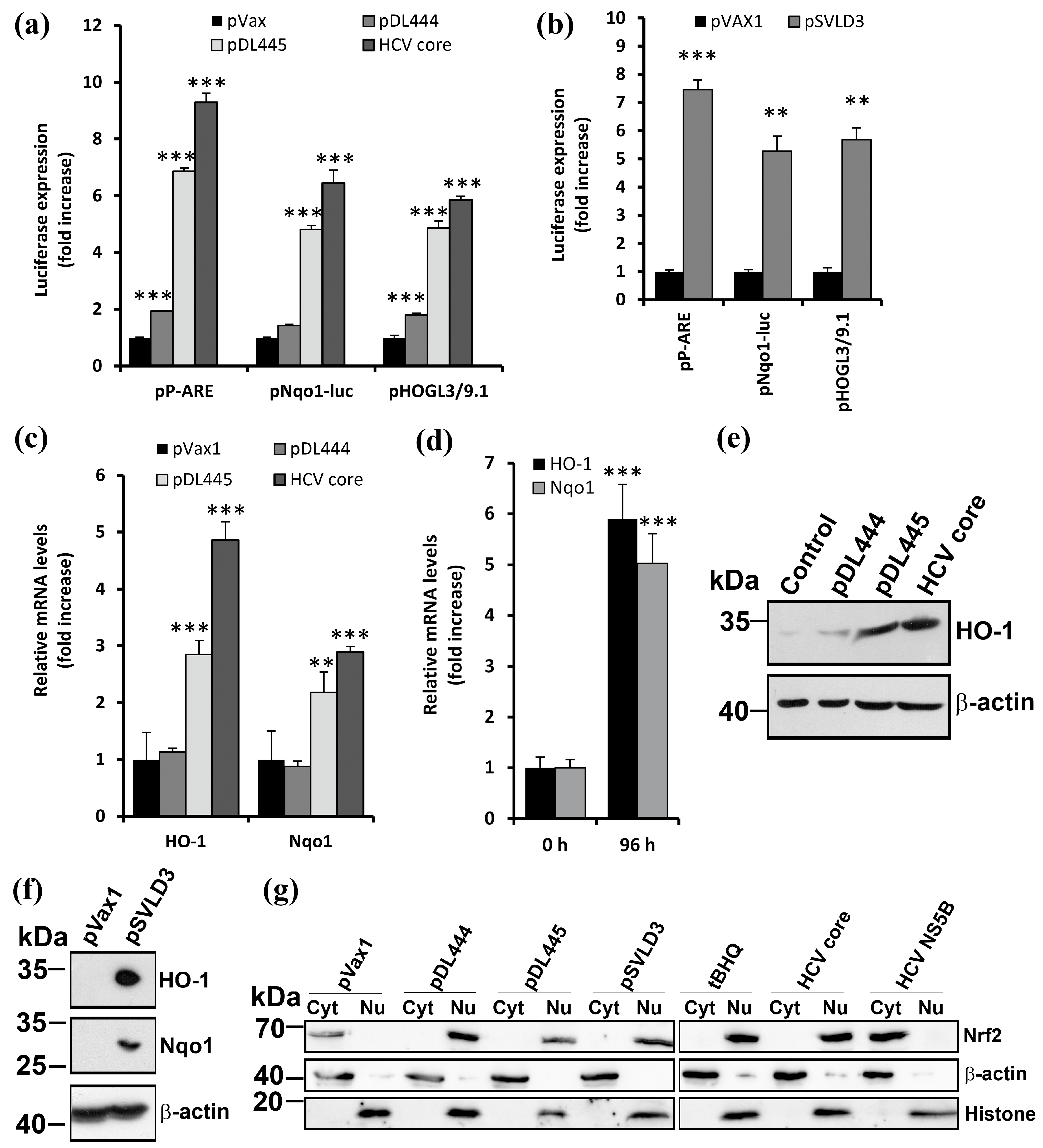 Antioxidants 12 00974 g004
