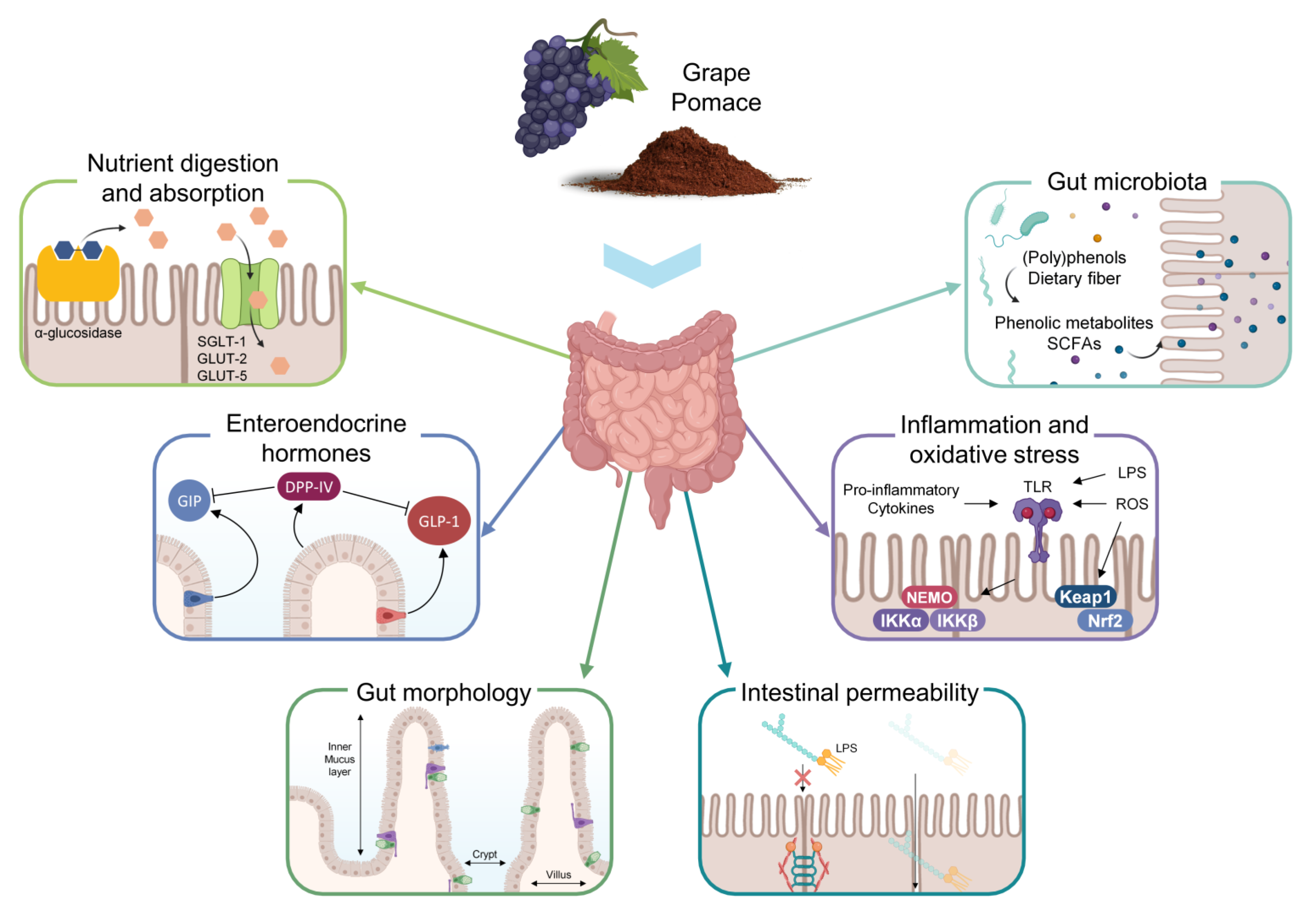 Antioxidants 12 00979 g001