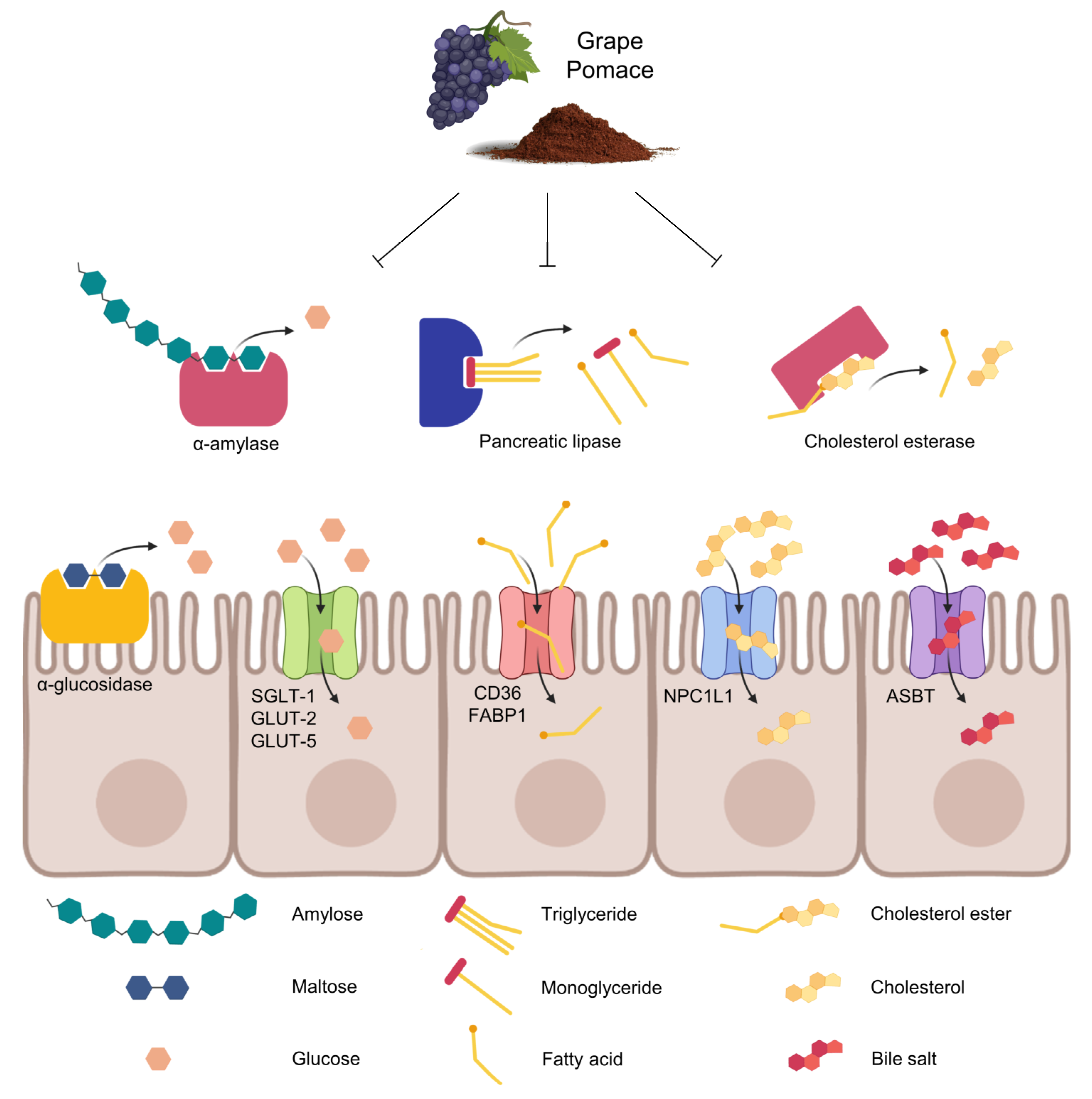 Antioxidants 12 00979 g002