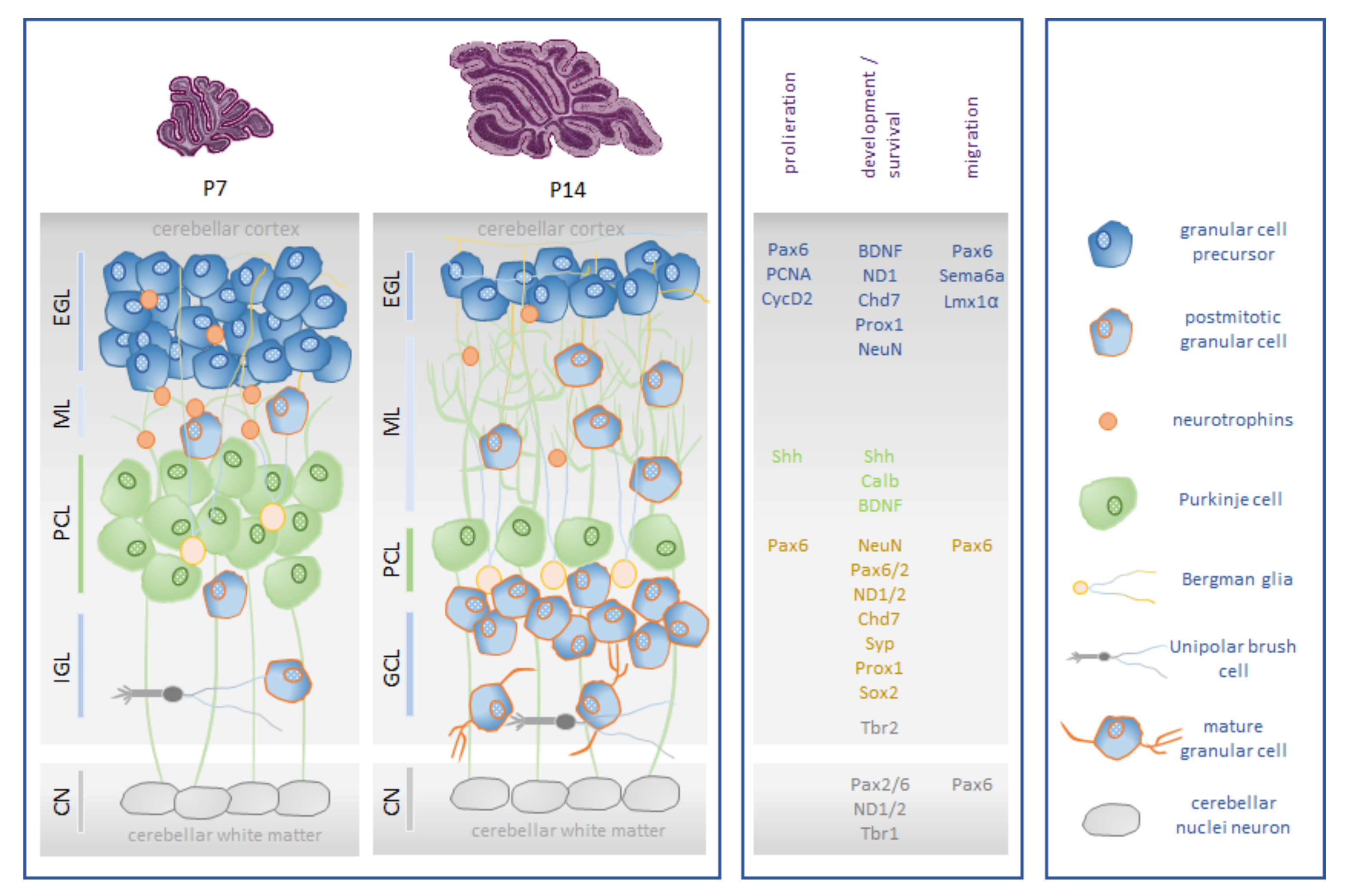 Antioxidants 12 00980 g001