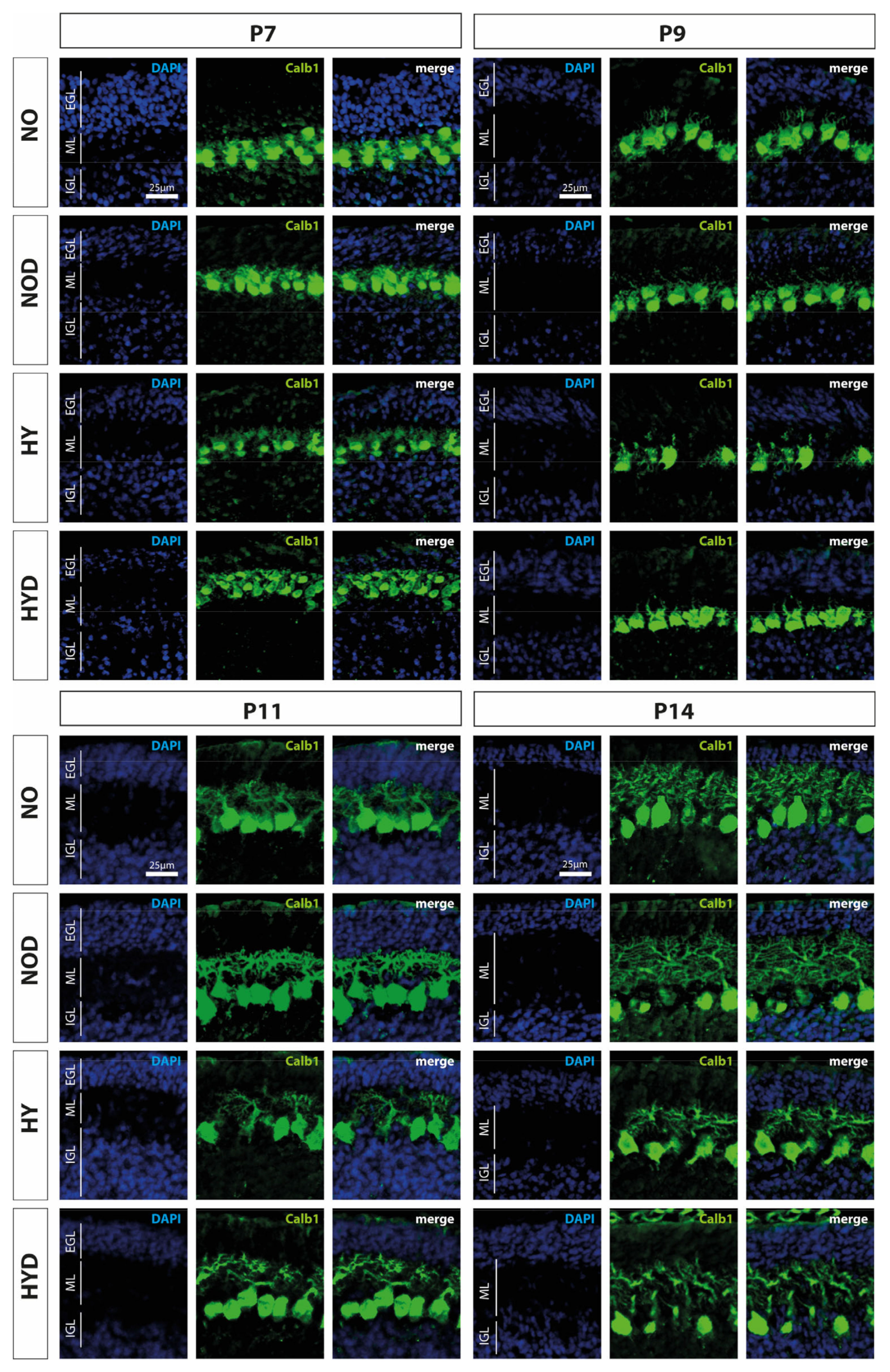 Antioxidants 12 00980 g002