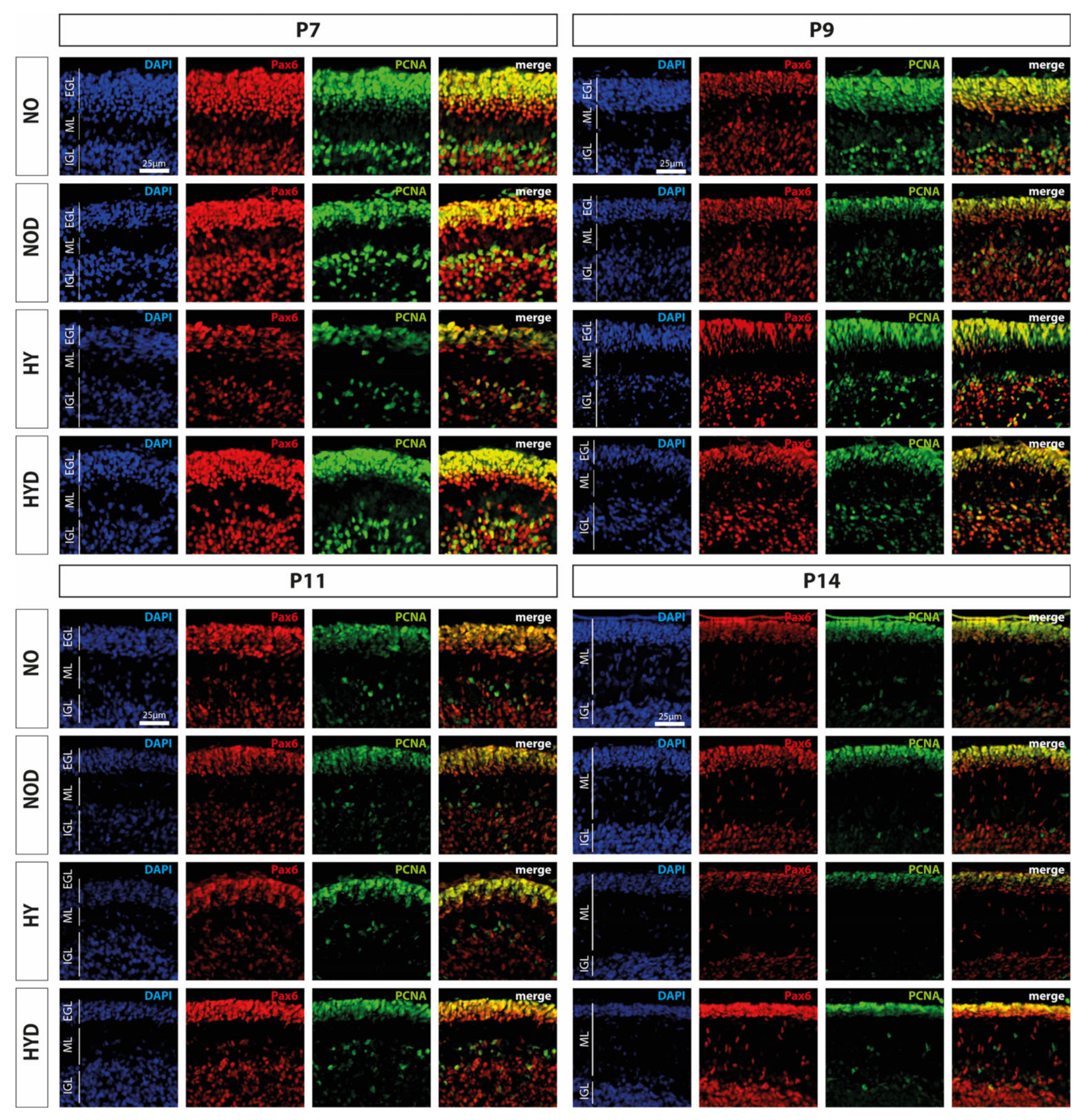 Antioxidants 12 00980 g004