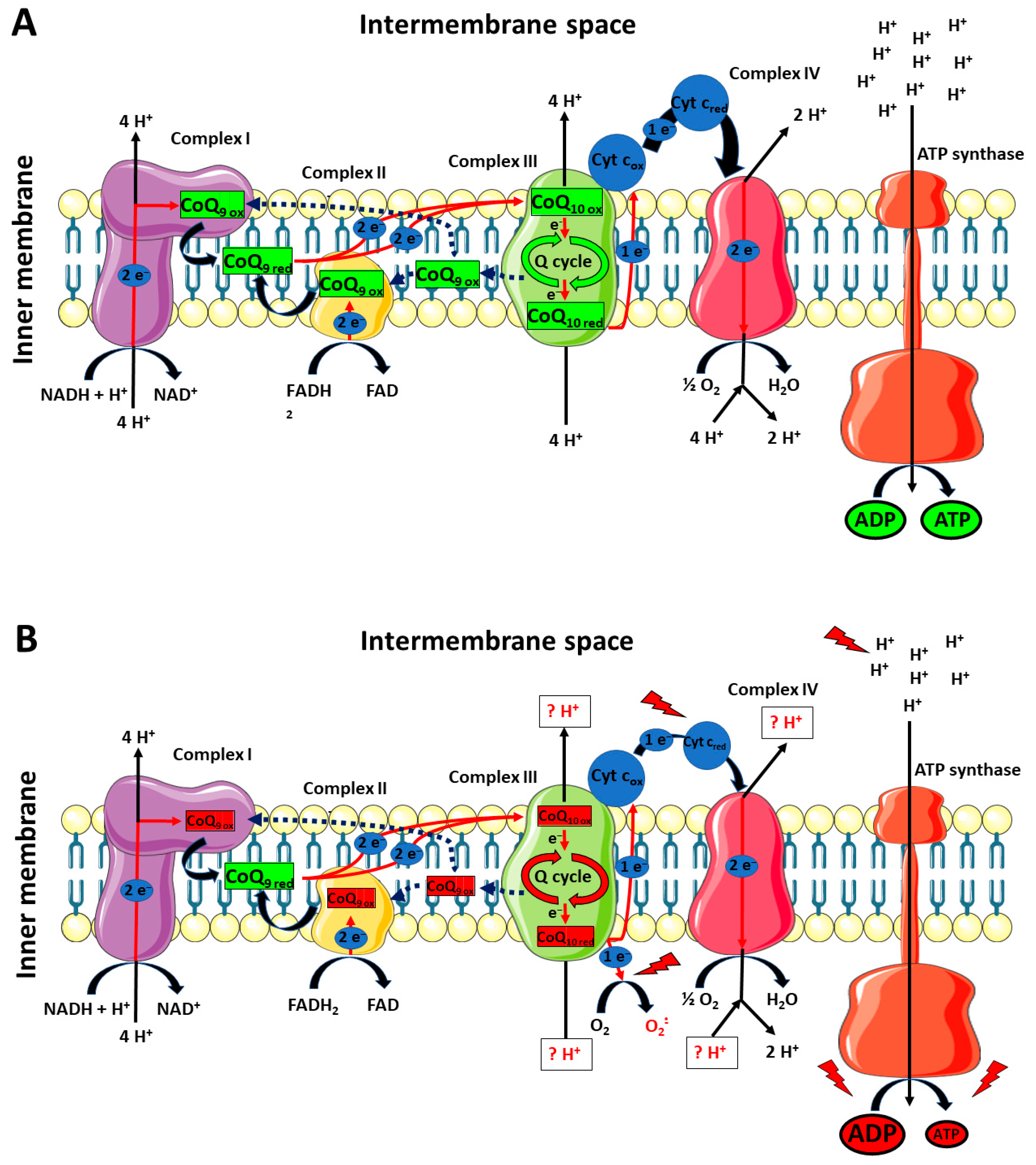 Antioxidants 12 00985 g013