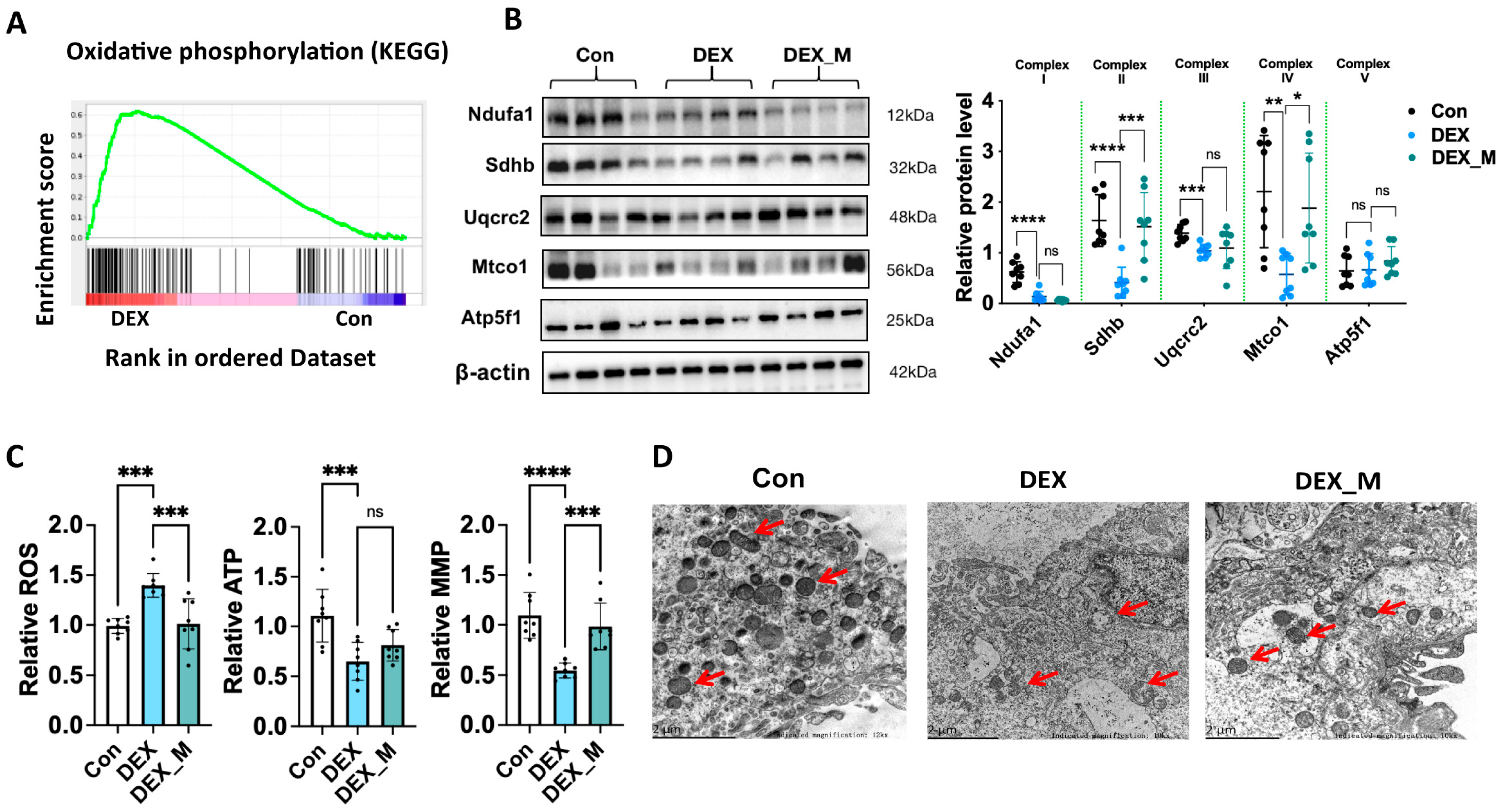 Antioxidants 12 00987 g003