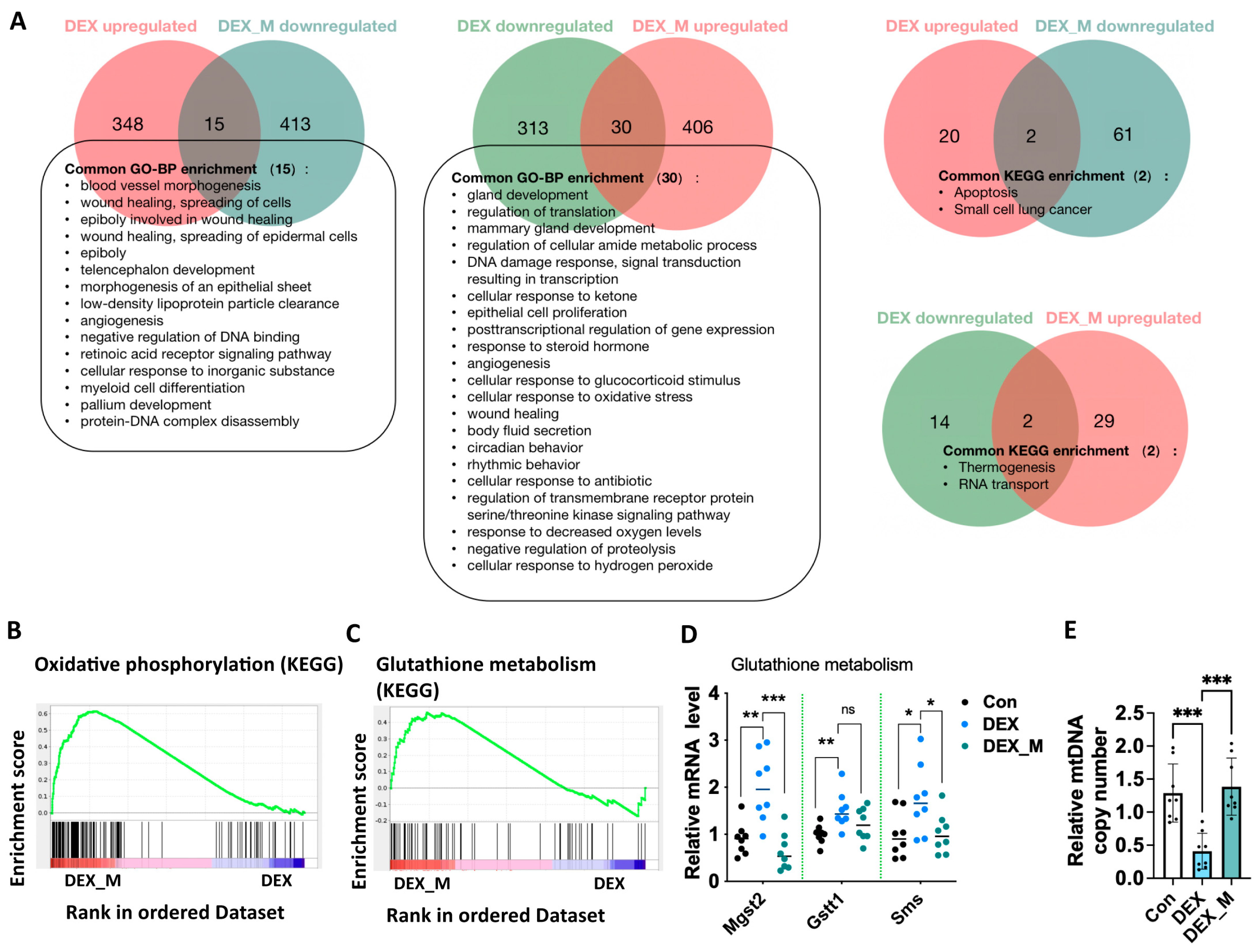 Antioxidants 12 00987 g005