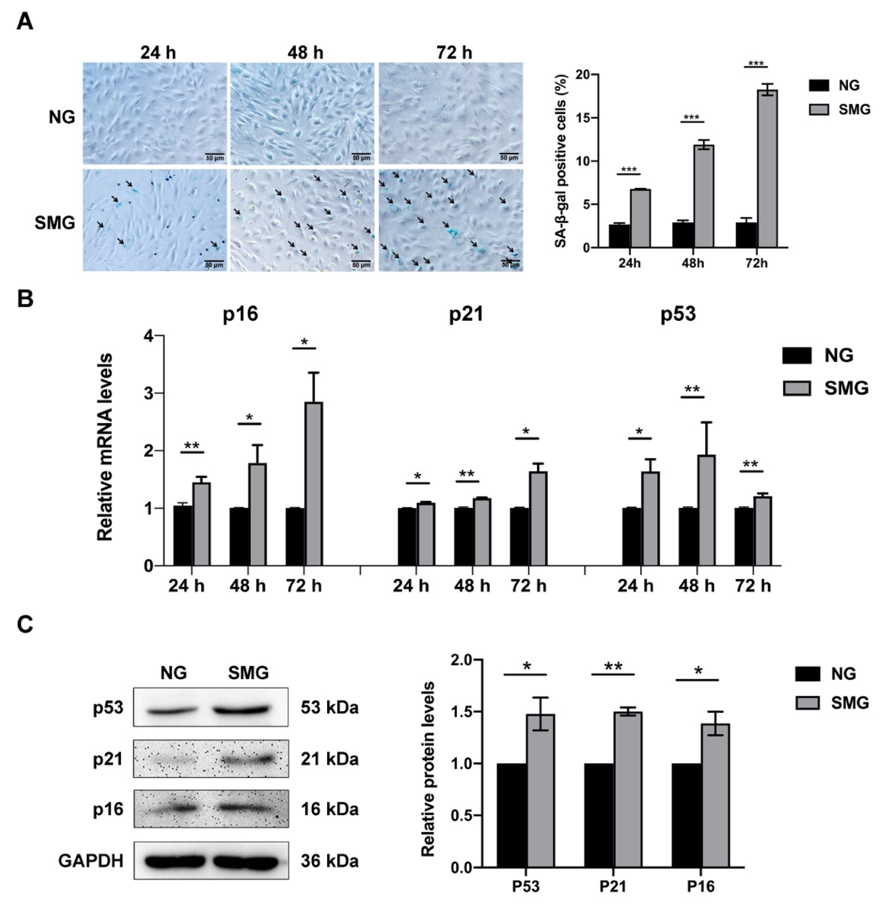 Antioxidants 12 00990 g002 Antioxidants 12 00990 g002