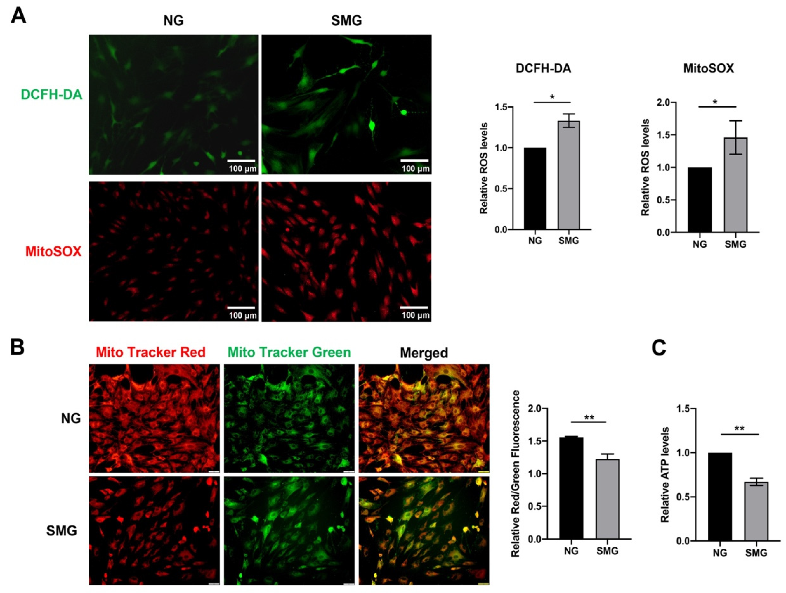 Antioxidants 12 00990 g003 Antioxidants 12 00990 g003