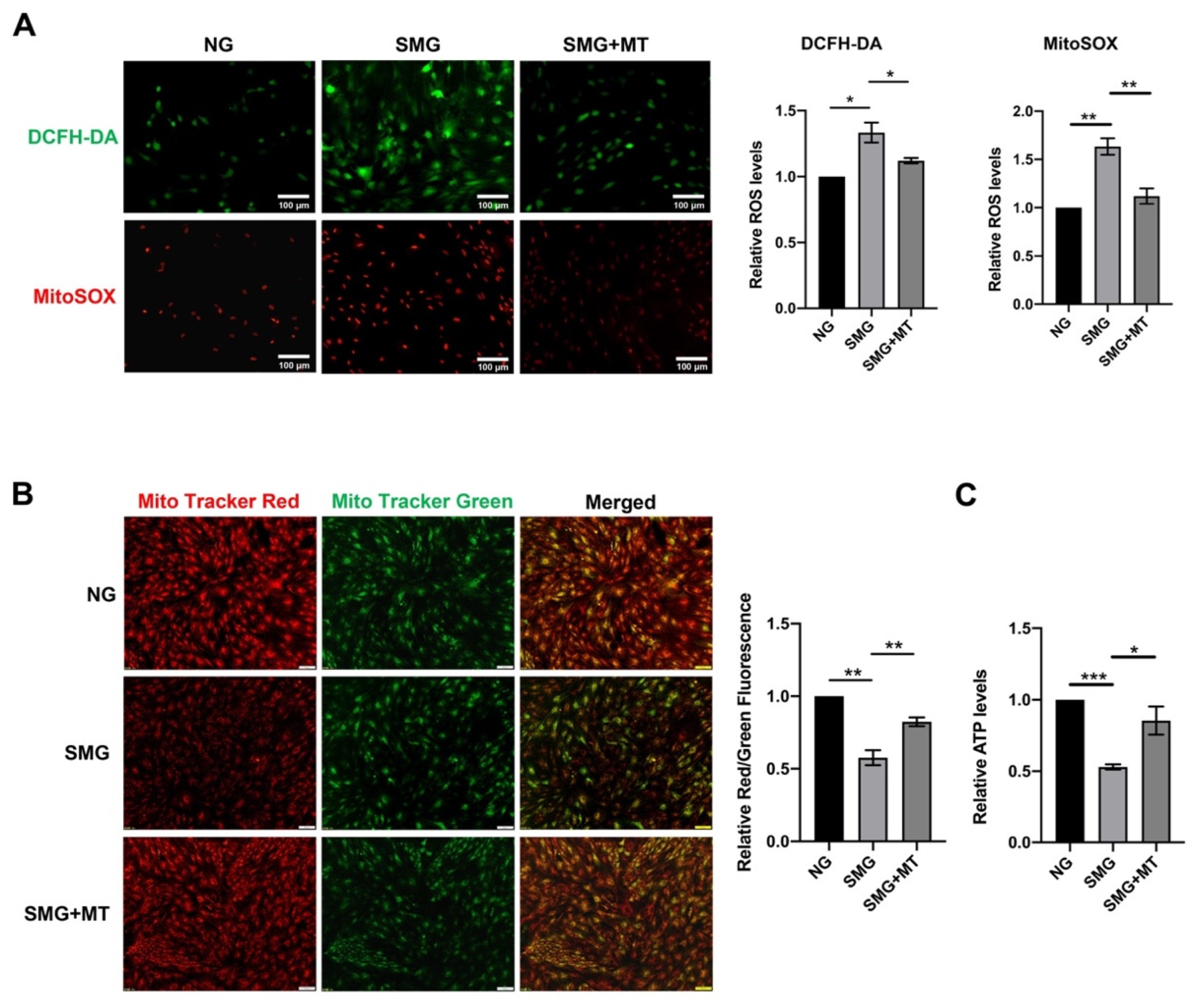 Antioxidants 12 00990 g004 Antioxidants 12 00990 g004