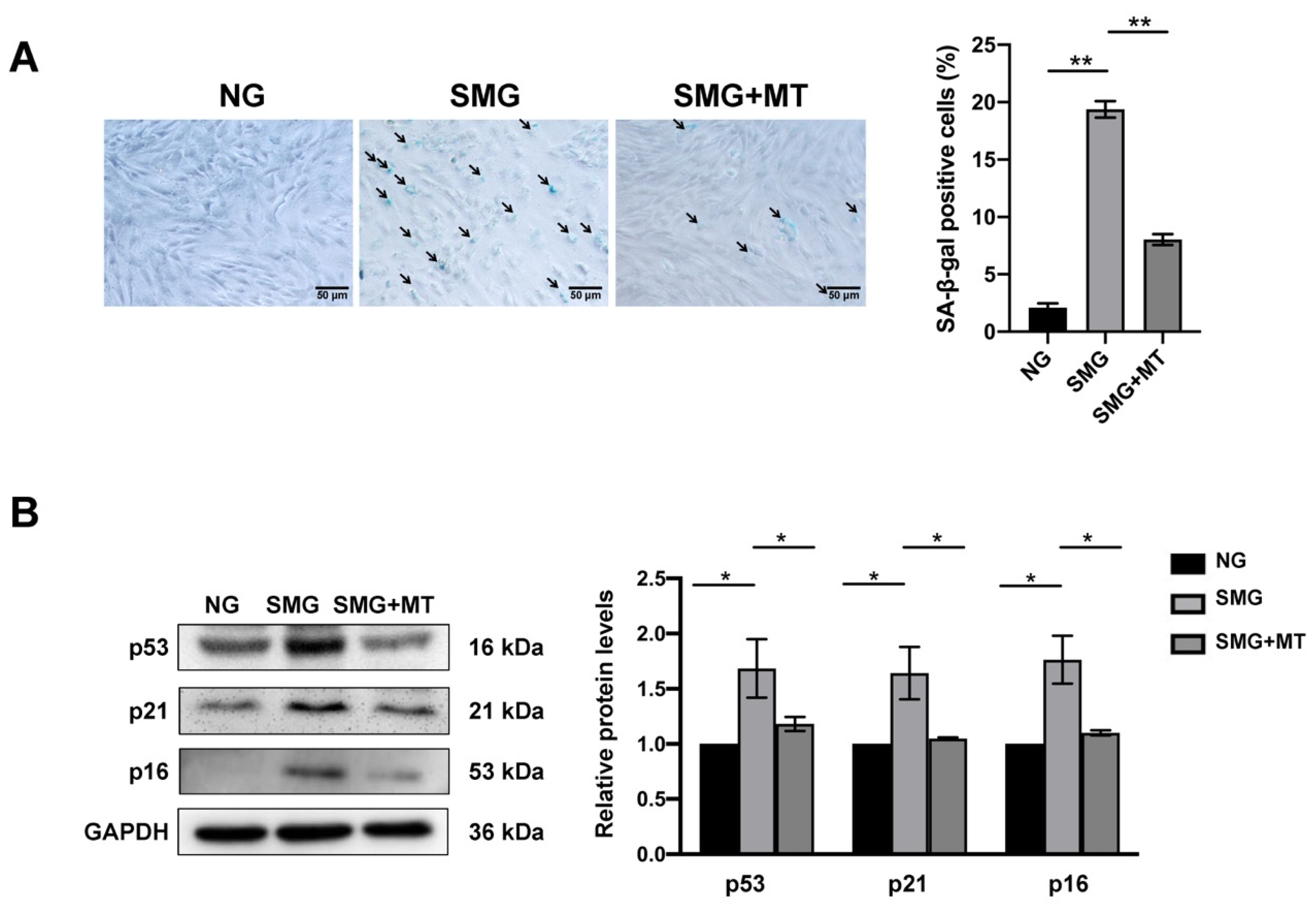 Antioxidants 12 00990 g005 Antioxidants 12 00990 g005