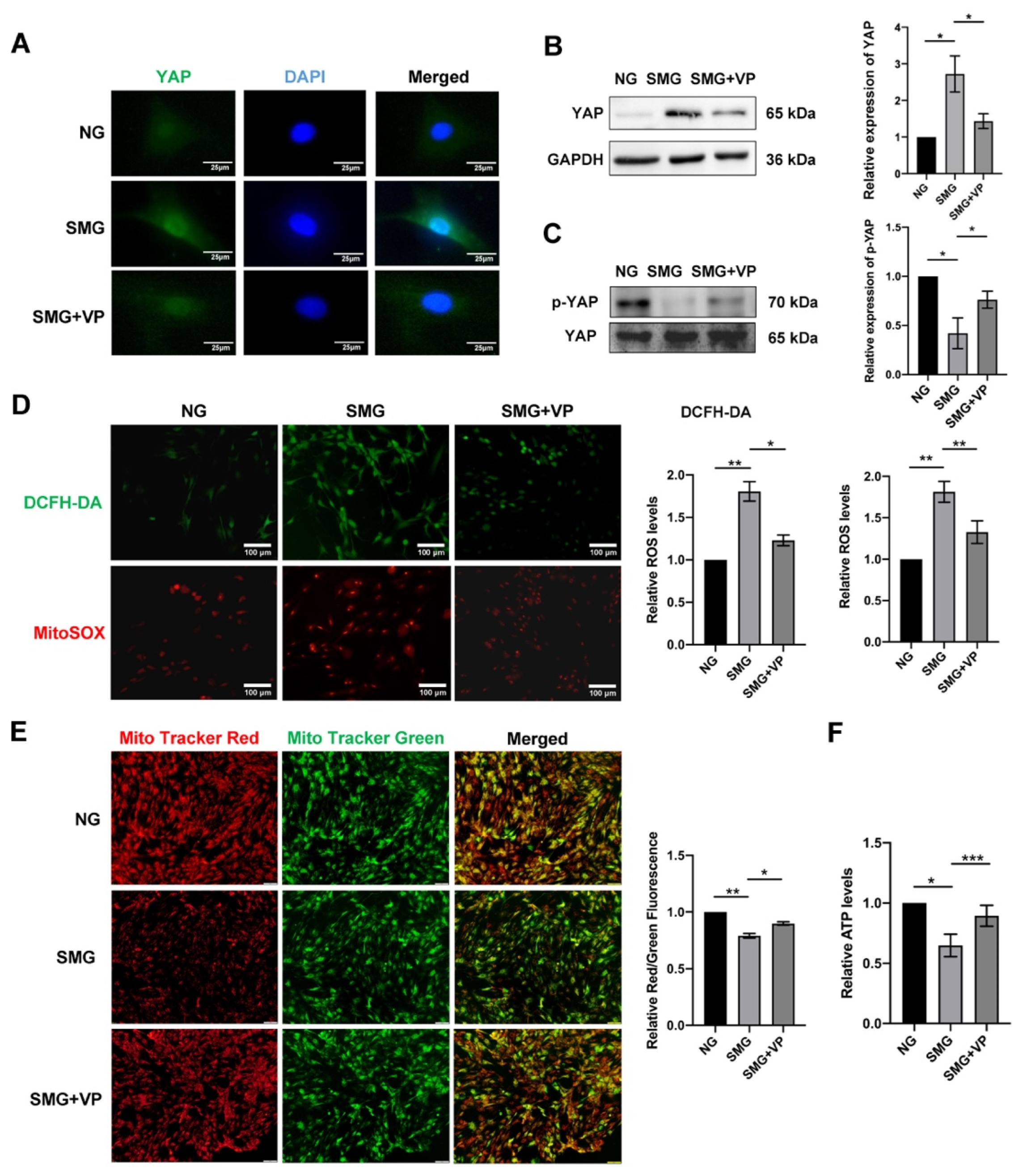 Antioxidants 12 00990 g006 Antioxidants 12 00990 g006
