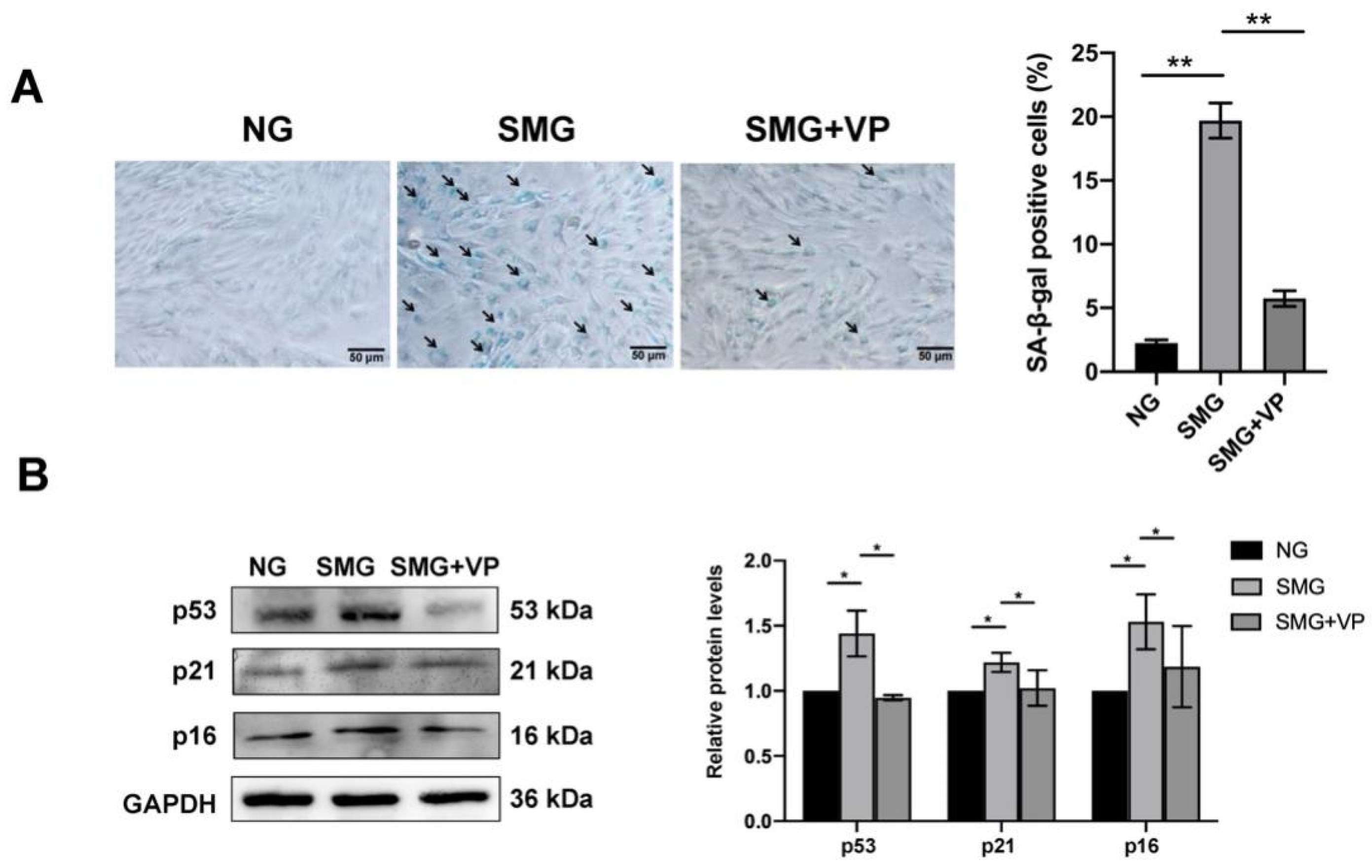 Antioxidants 12 00990 g007 Antioxidants 12 00990 g007