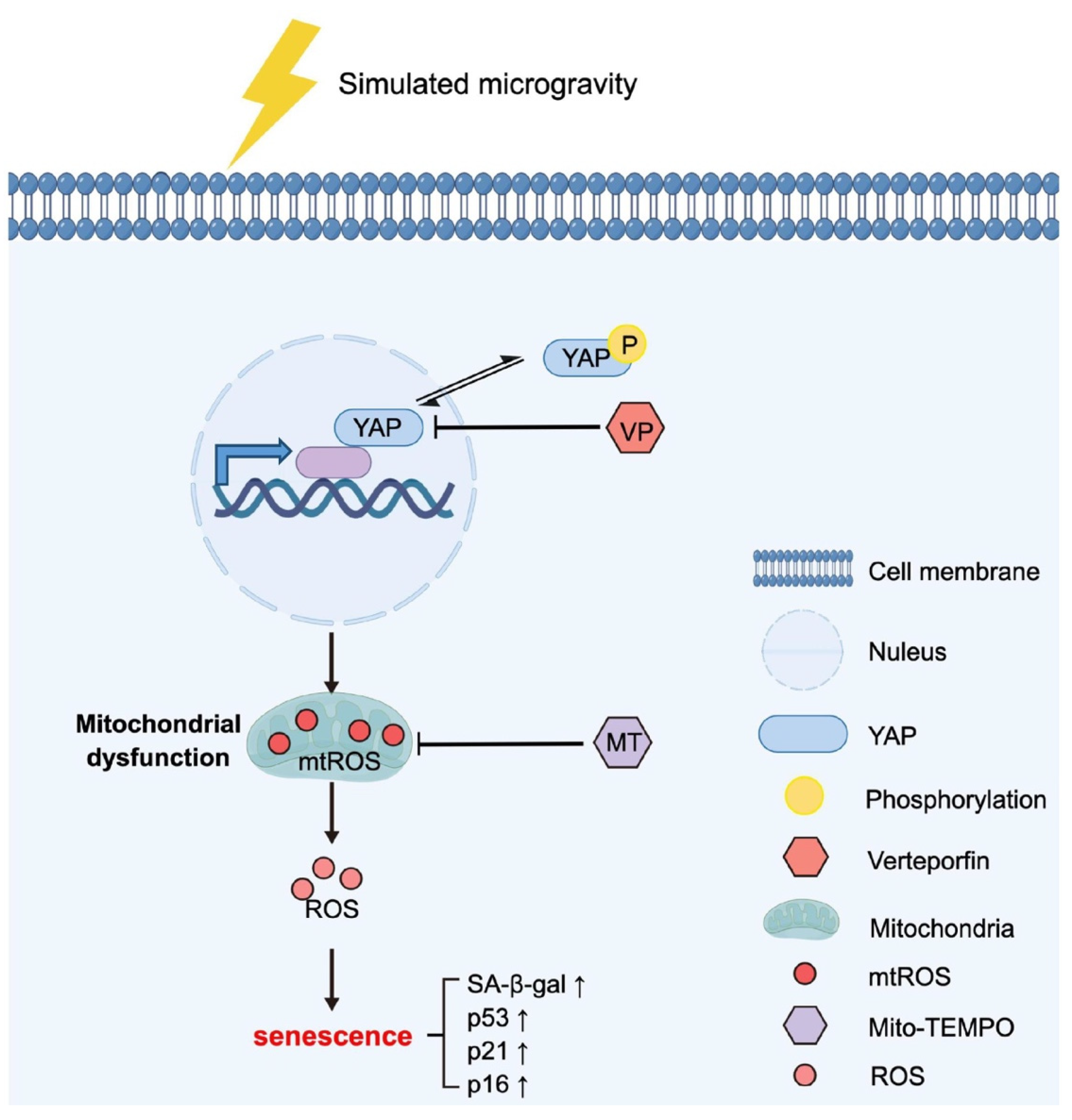 Antioxidants 12 00990 g008 Antioxidants 12 00990 g008