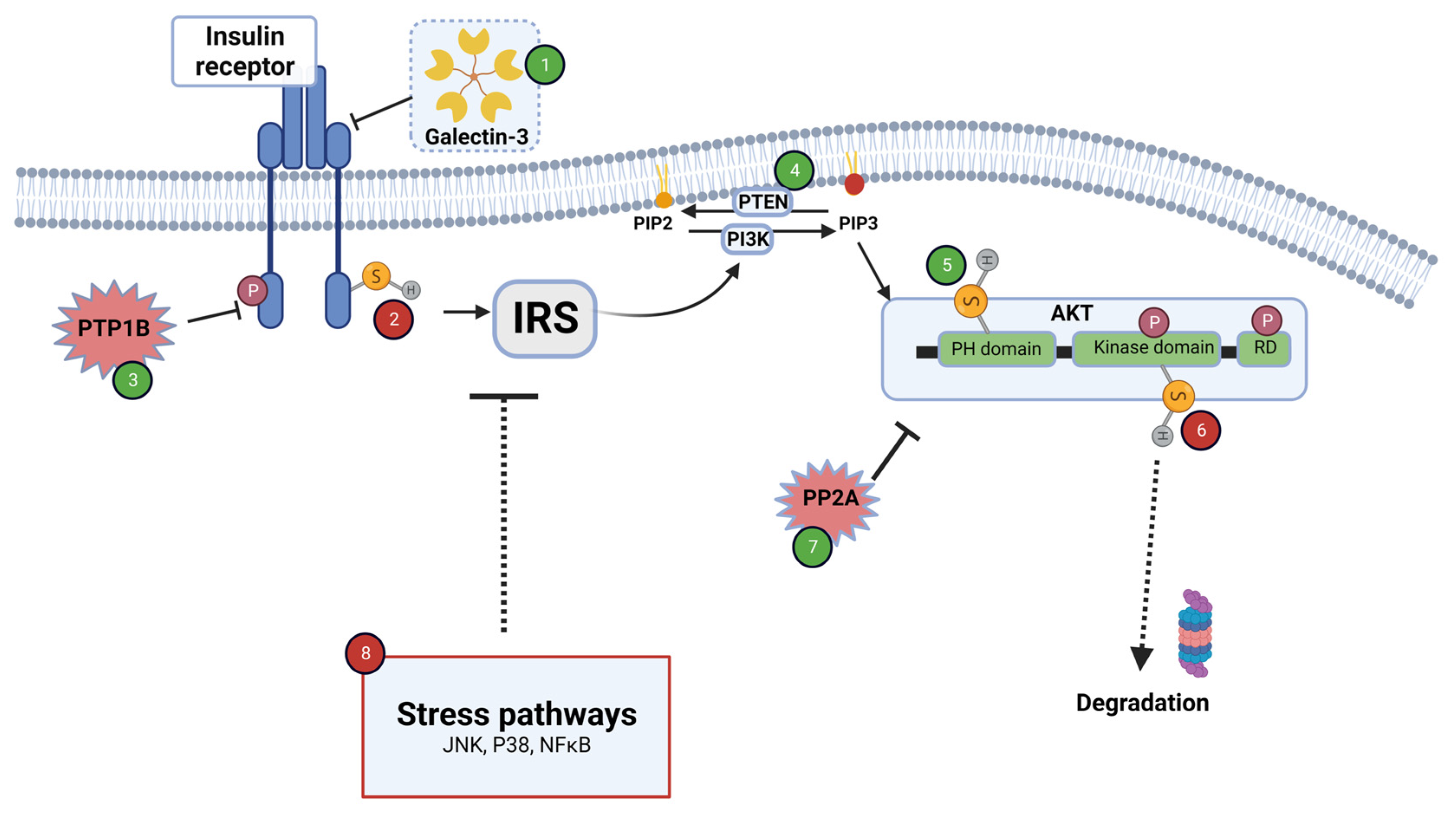 Antioxidants 12 00994 g002
