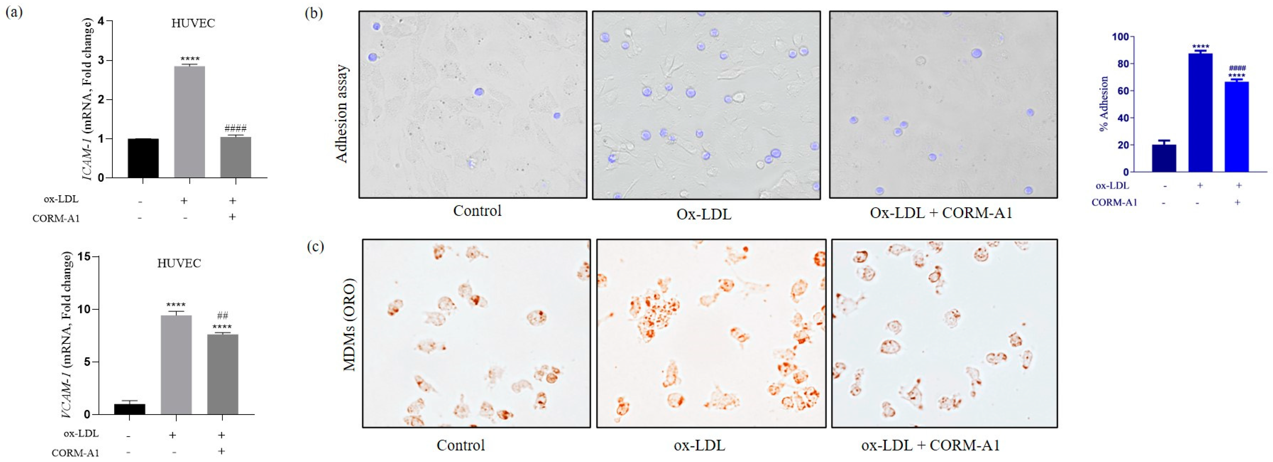 Antioxidants 12 00997 g002