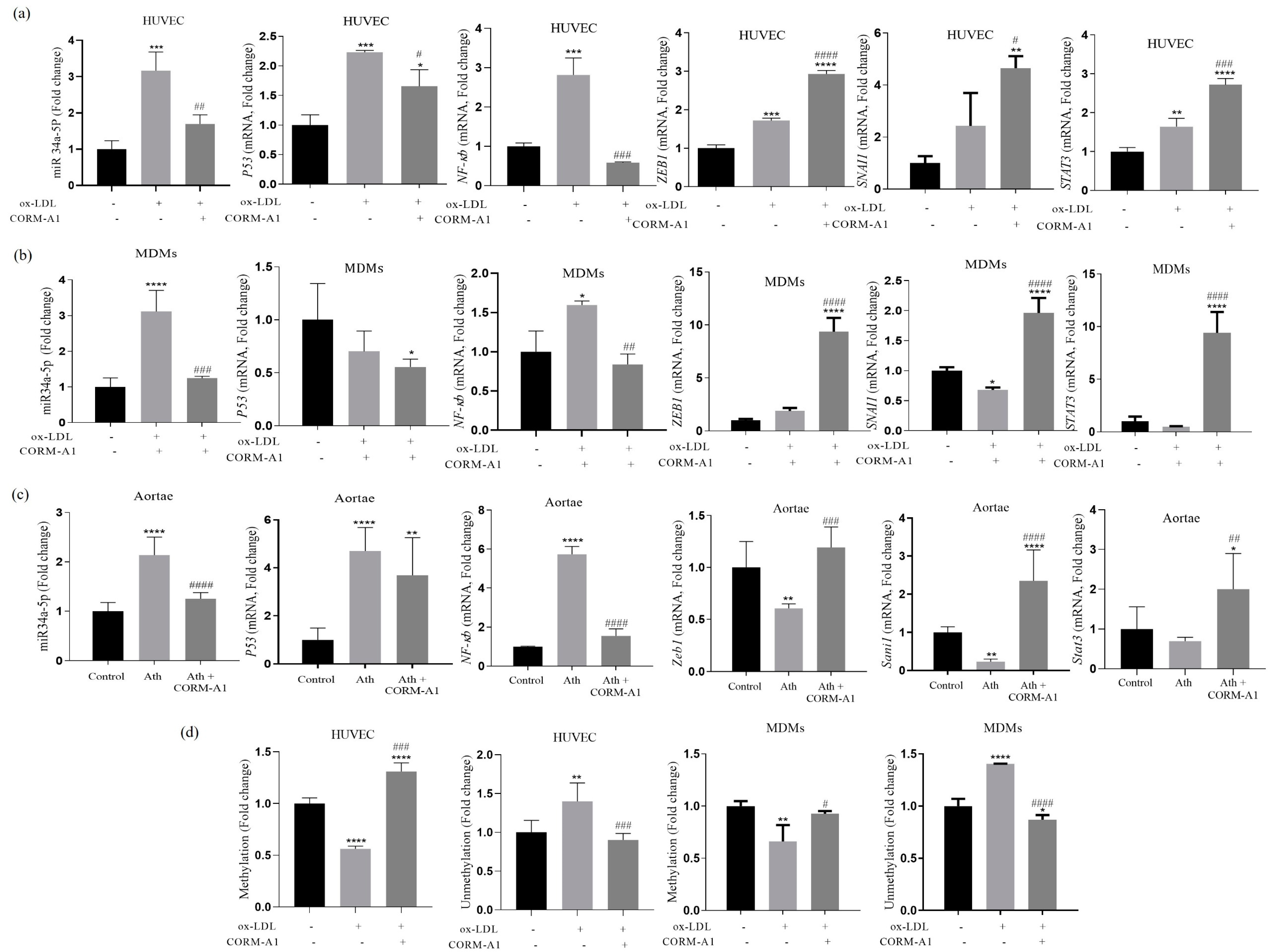 Antioxidants 12 00997 g003