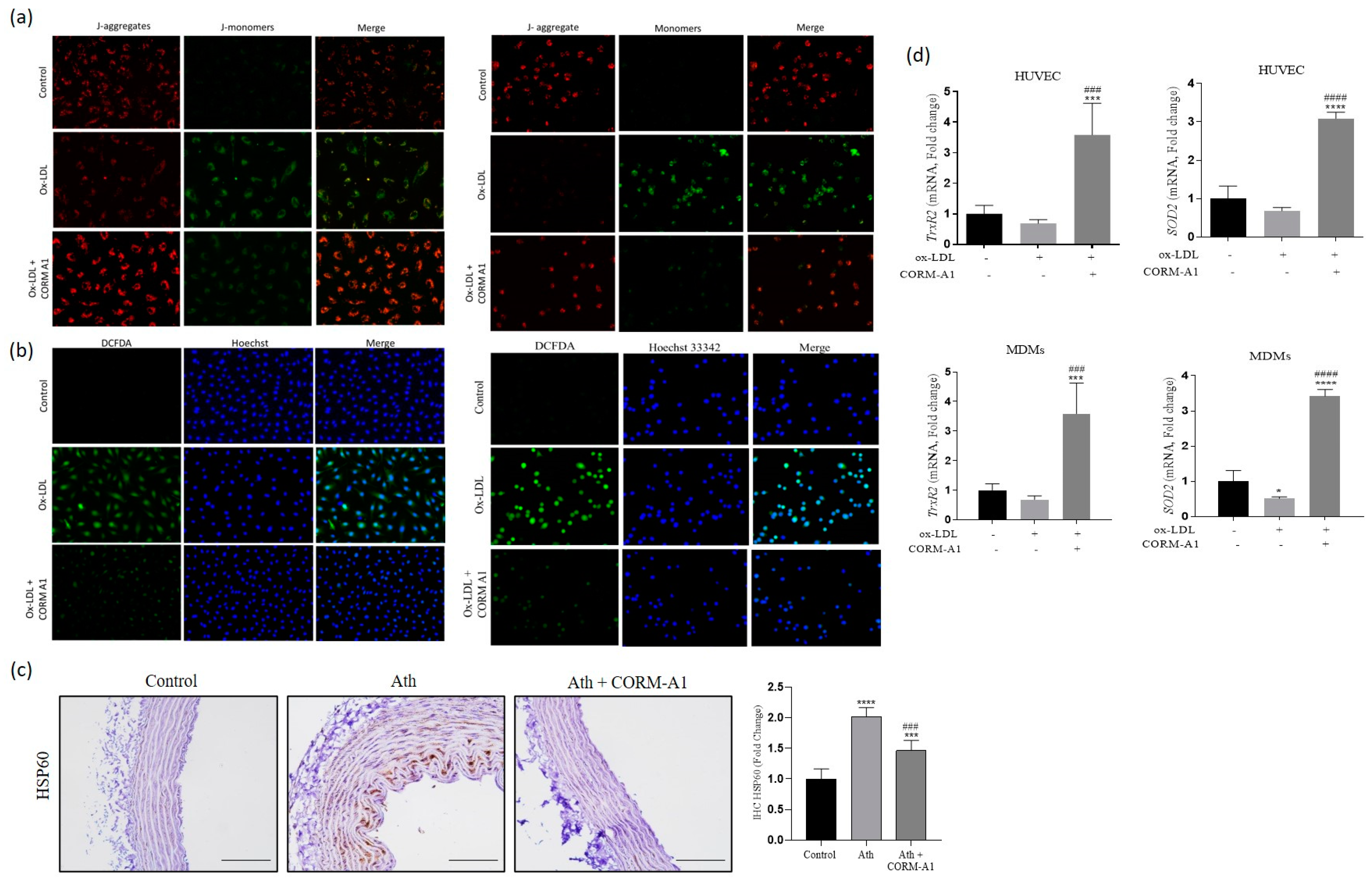 Antioxidants 12 00997 g006