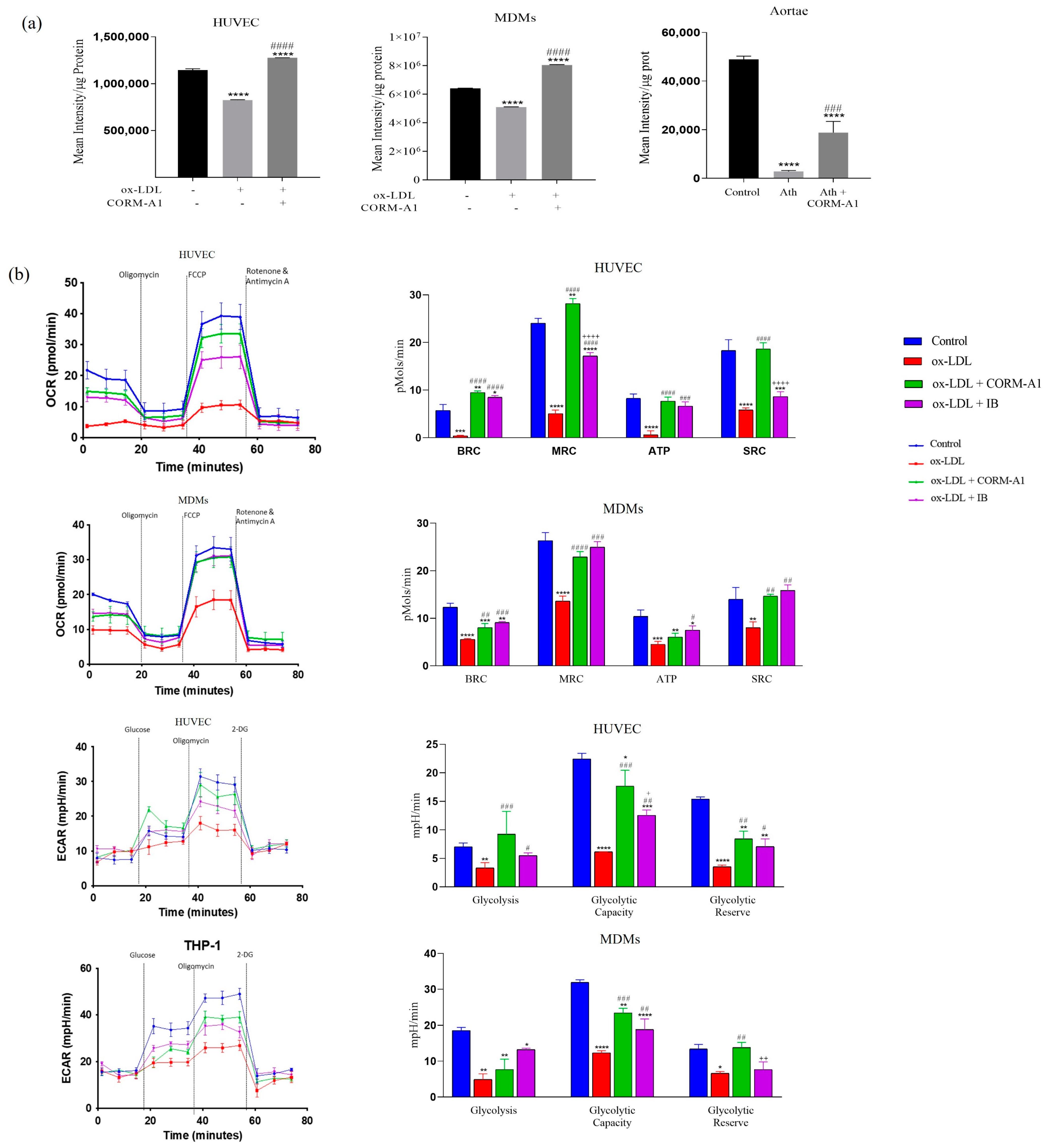 Antioxidants 12 00997 g007