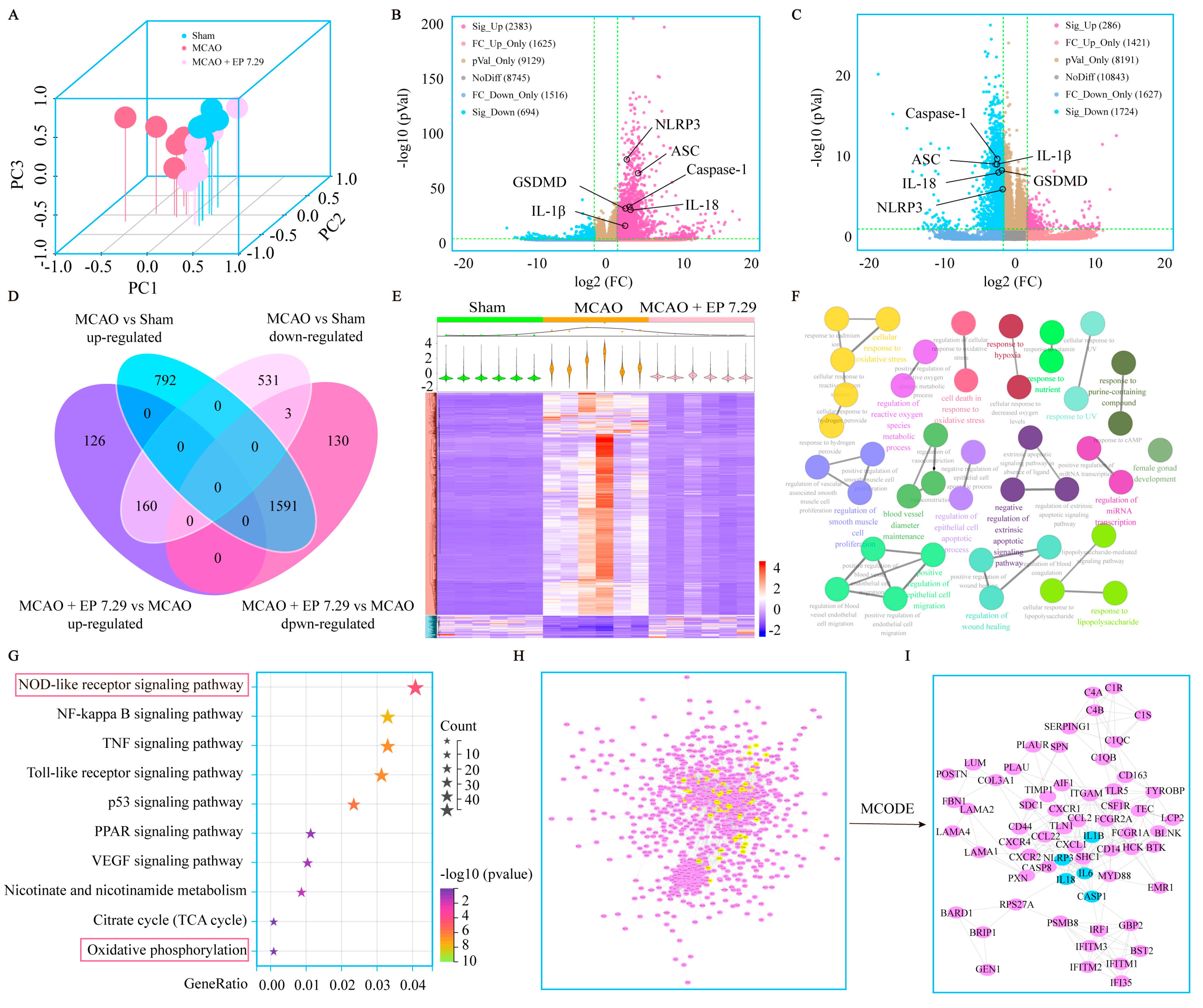 Antioxidants 12 00999 g004