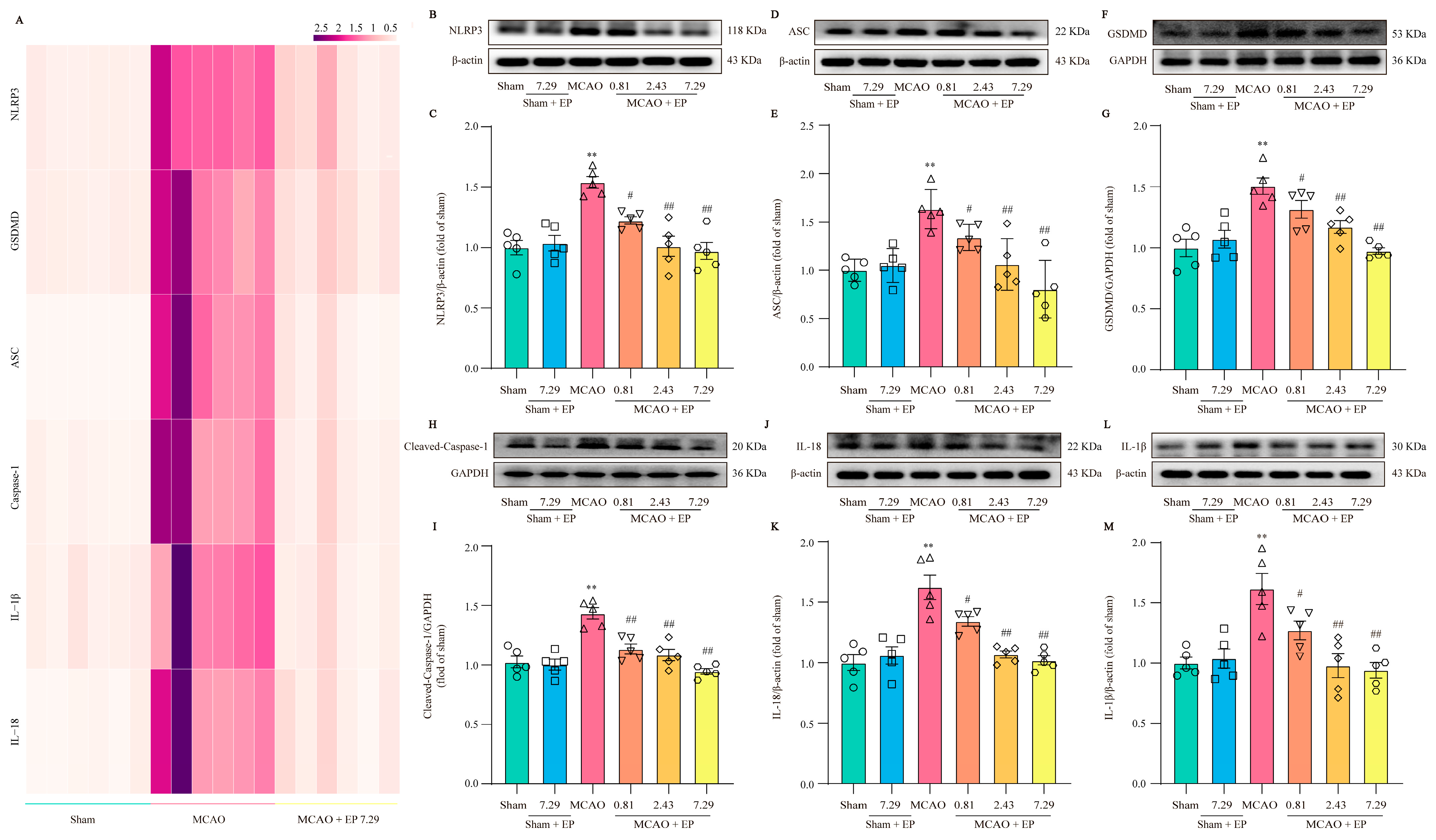 Antioxidants 12 00999 g007