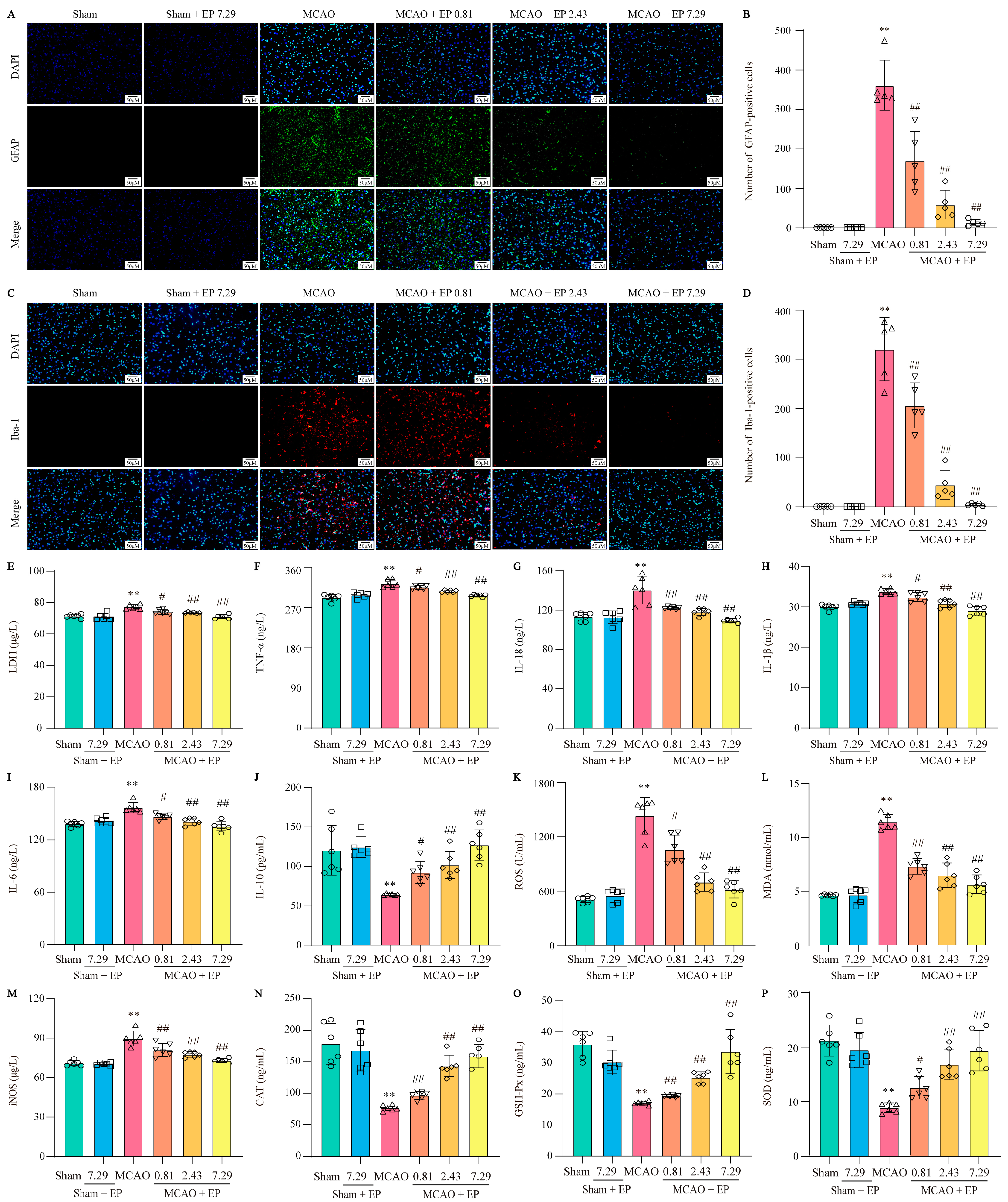 Antioxidants 12 00999 g008