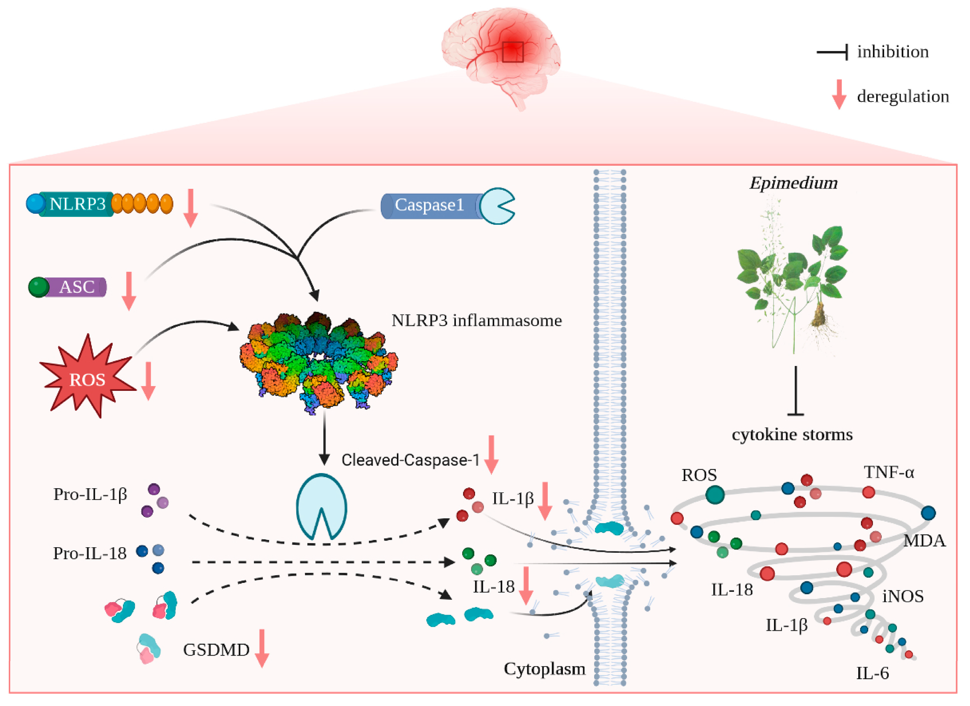 Antioxidants 12 00999 g009