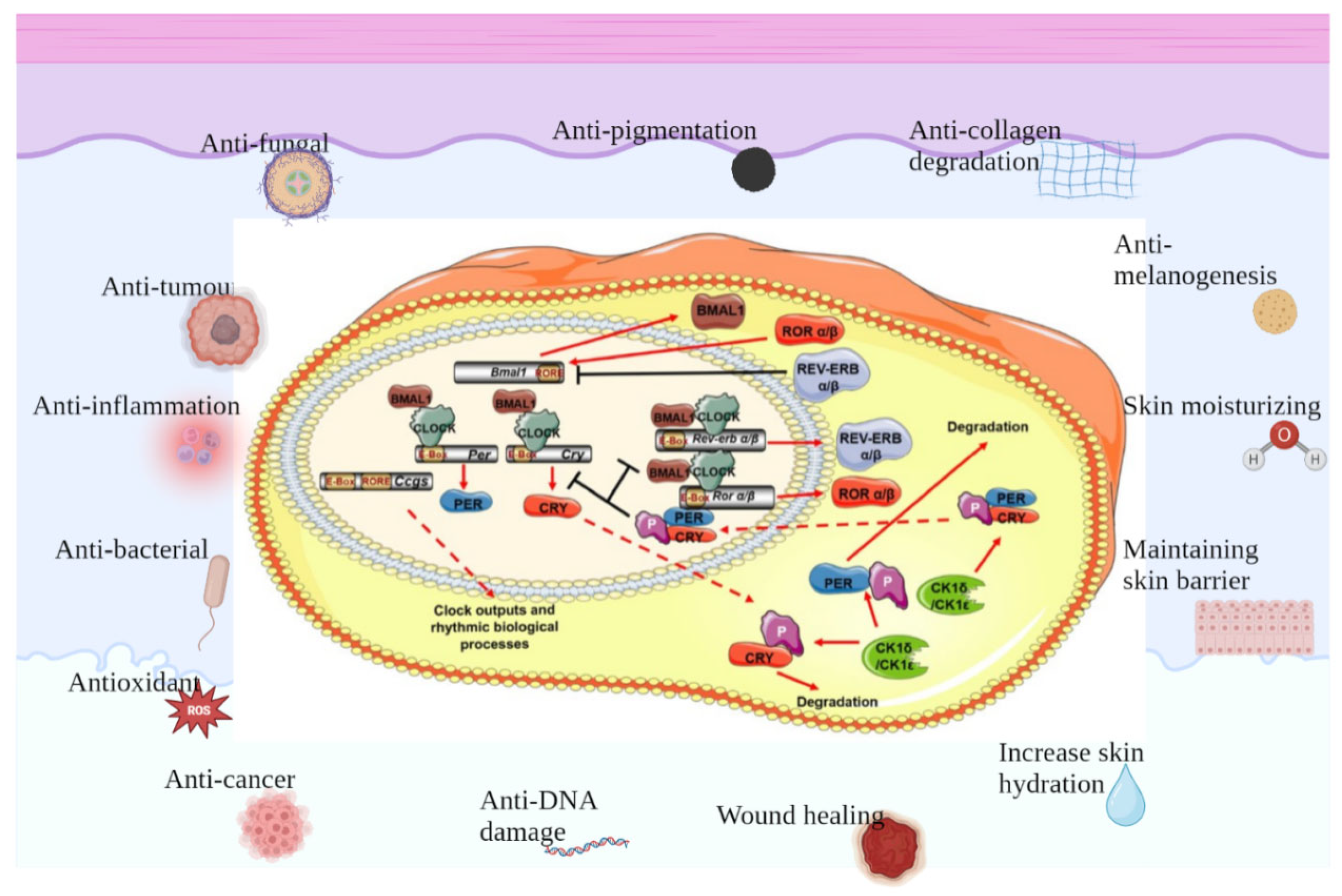 Antioxidants 12 01000 g002