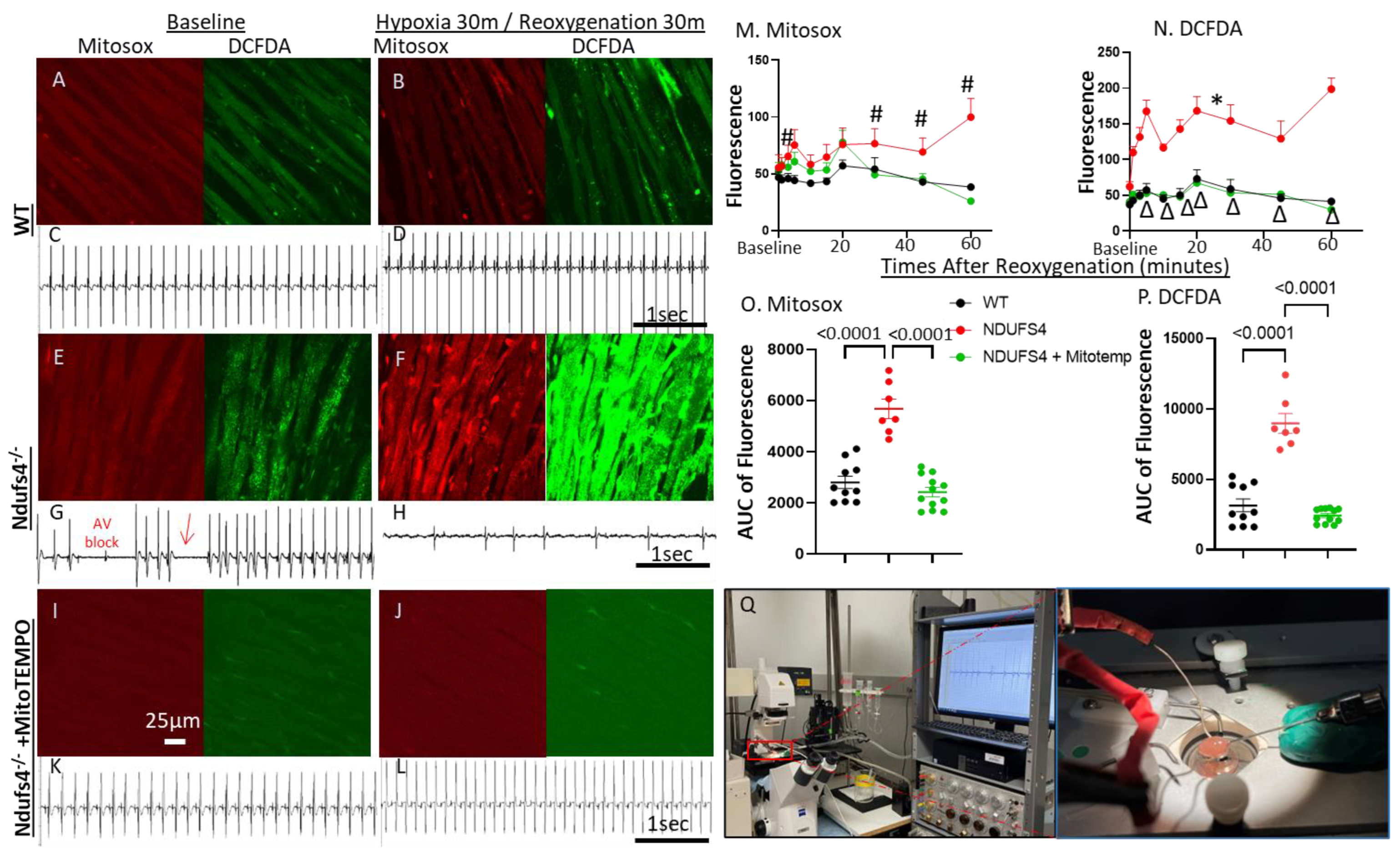 Antioxidants 12 01001 g003 Antioxidants 12 01001 g003