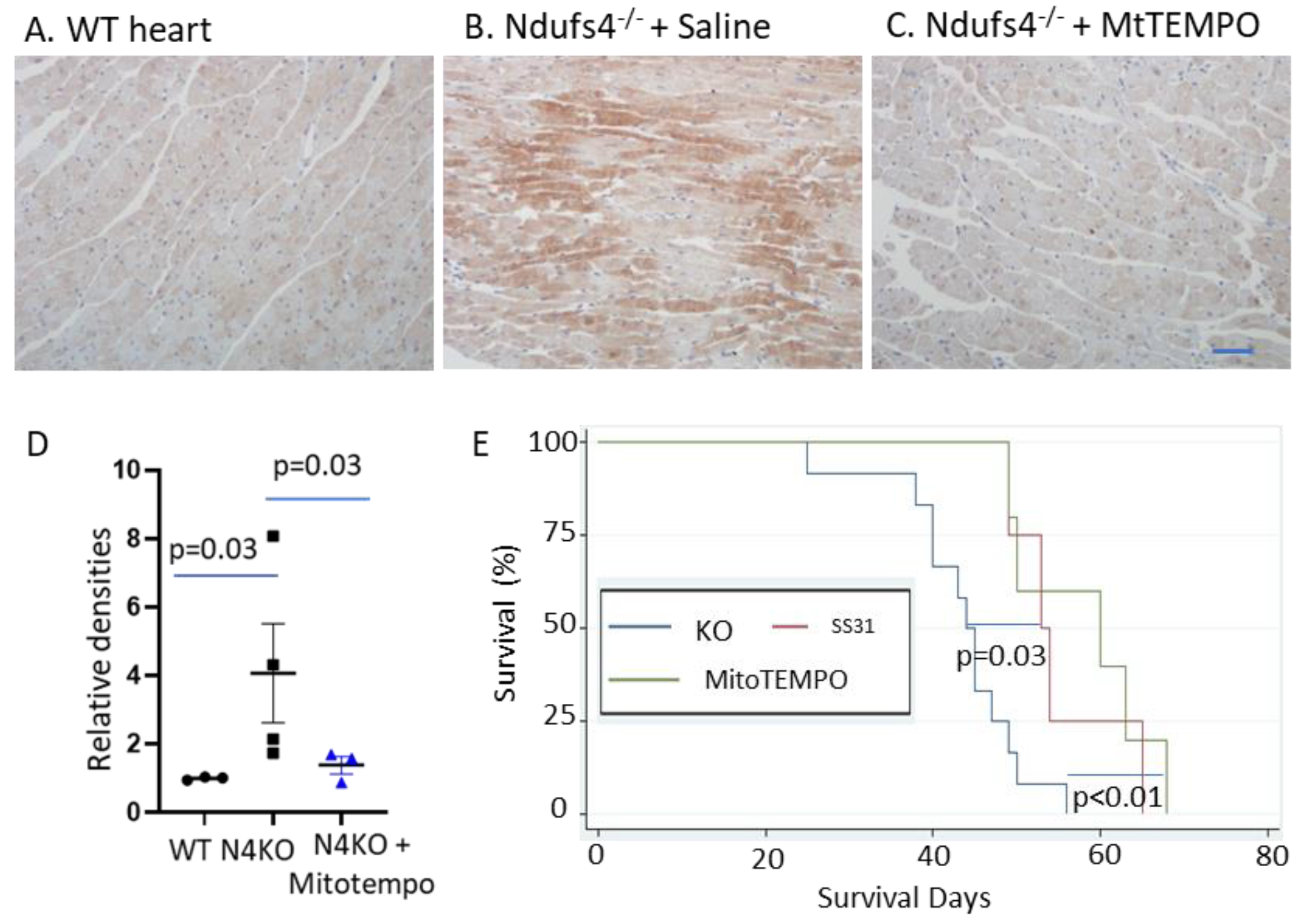Antioxidants 12 01001 g004 Antioxidants 12 01001 g004