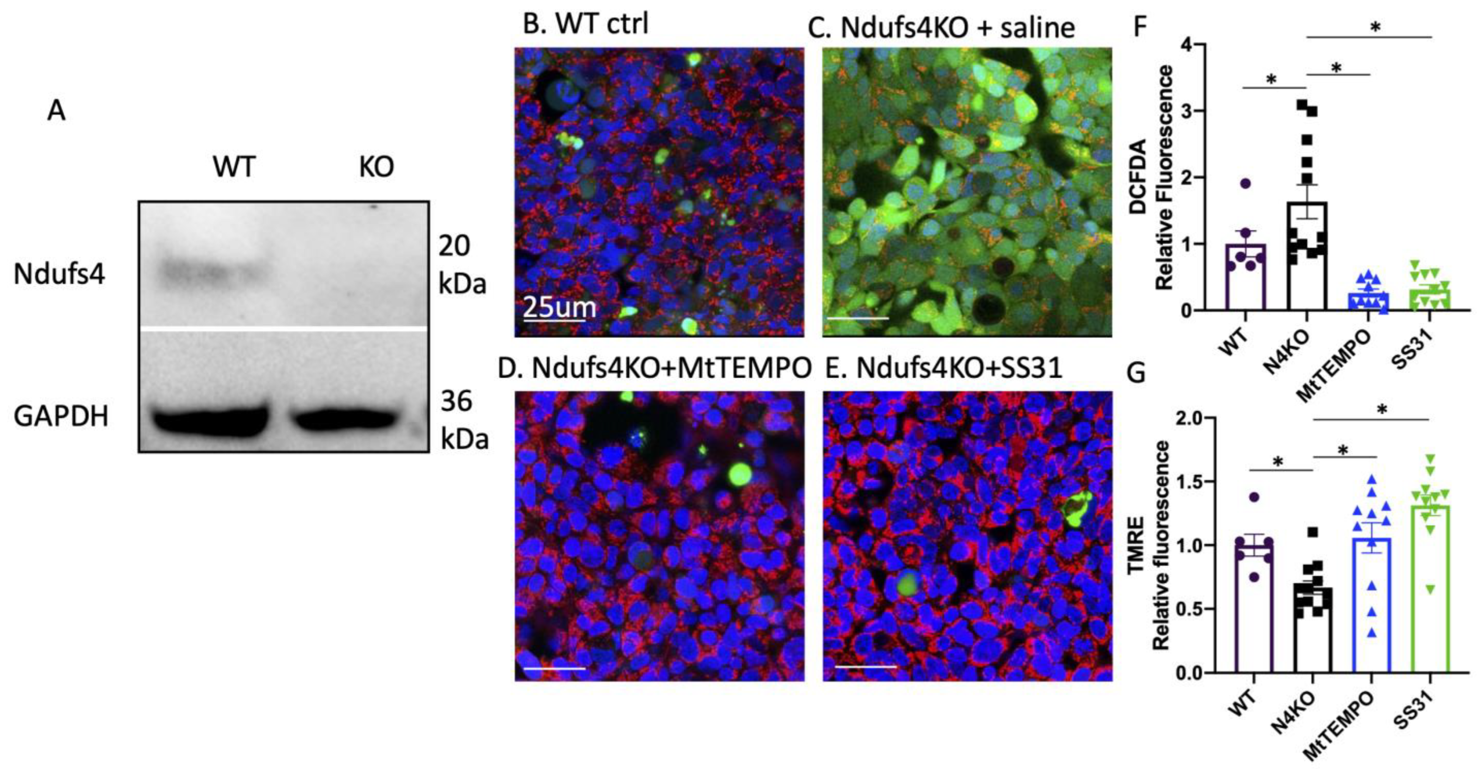 Antioxidants 12 01001 g005 Antioxidants 12 01001 g005