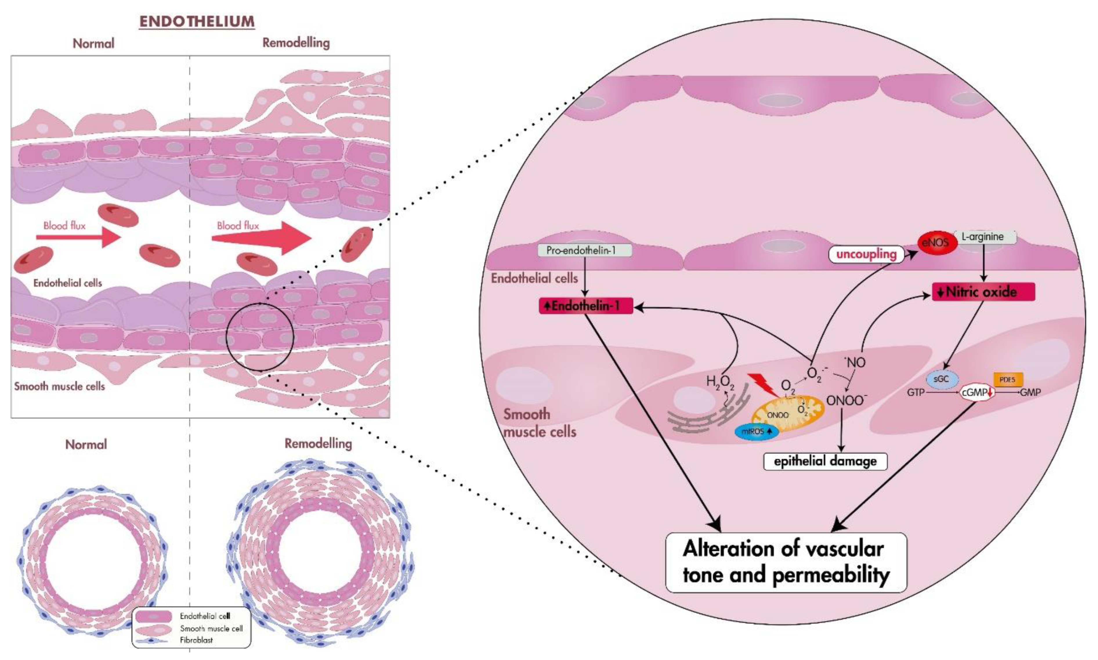 Antioxidants 12 01006 g001 Antioxidants 12 01006 g001