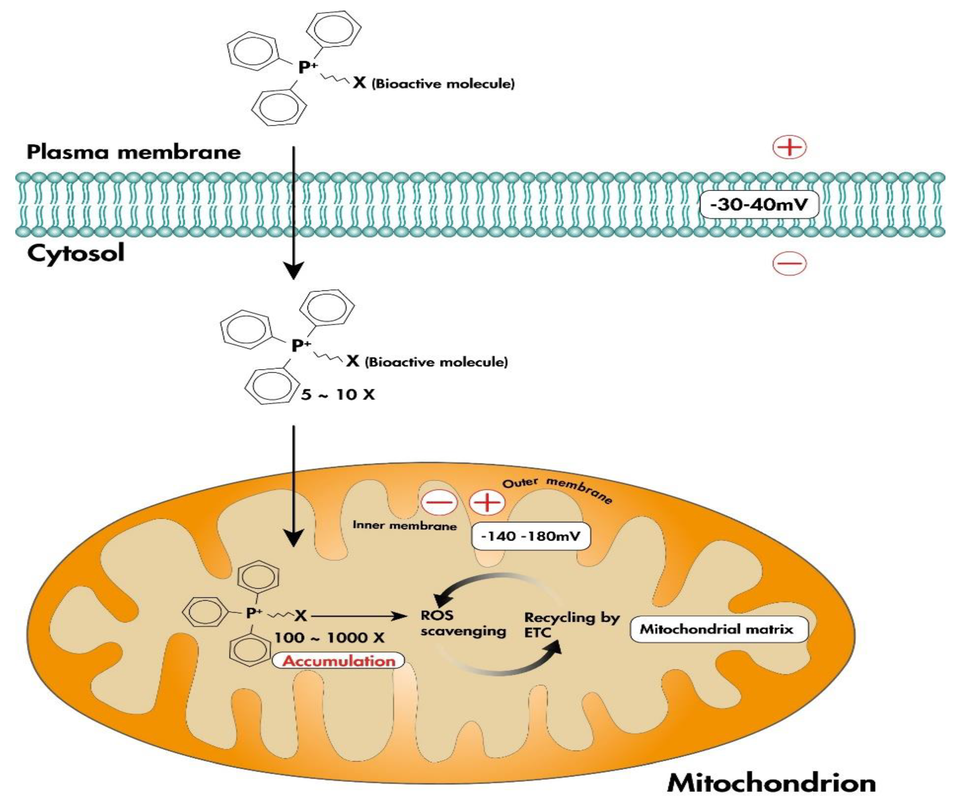 Antioxidants 12 01006 g002 Antioxidants 12 01006 g002