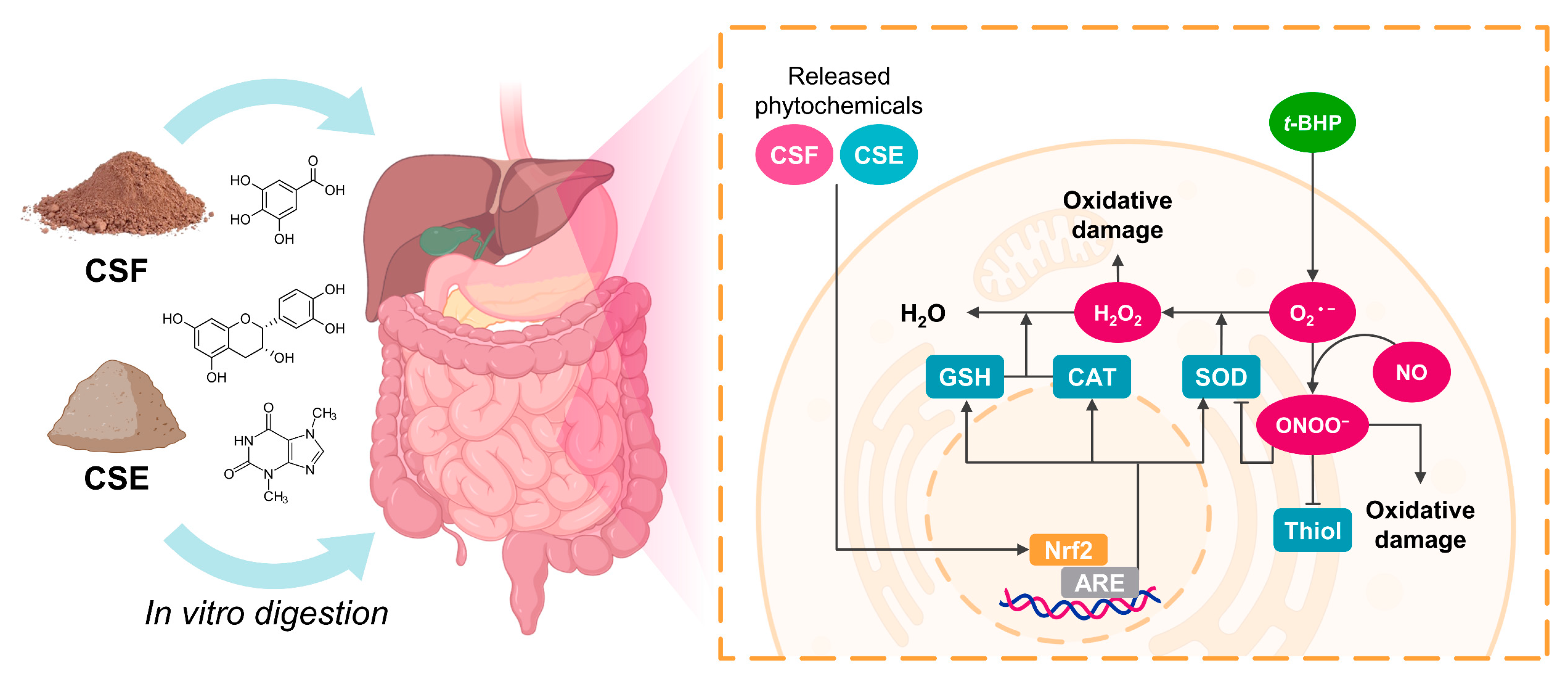 Antioxidants 12 01007 g006