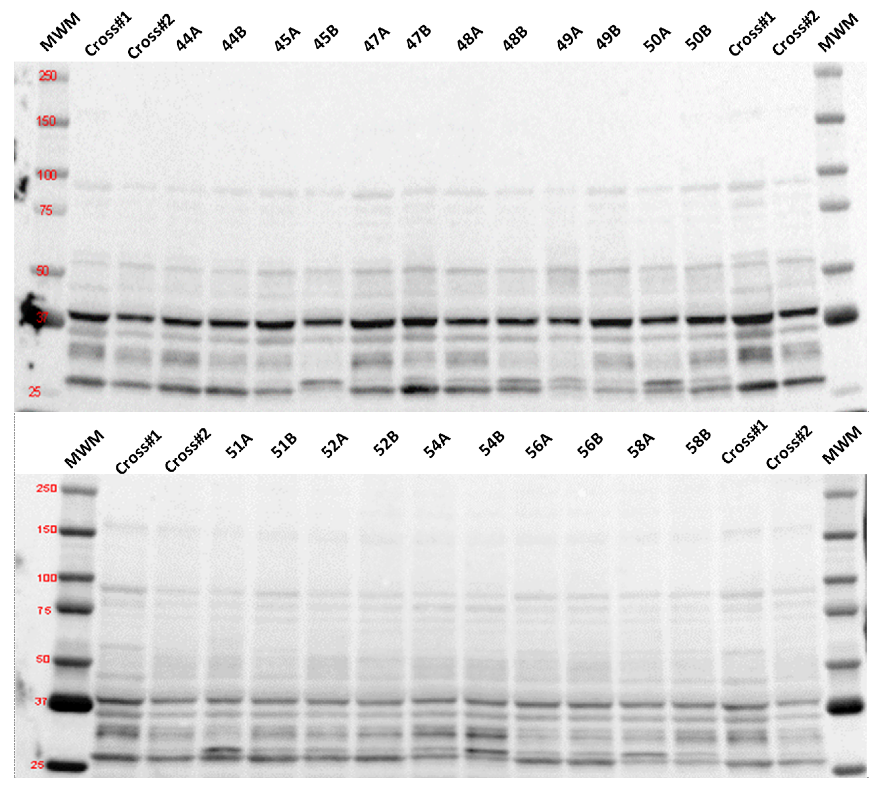Antioxidants 12 01009 g002