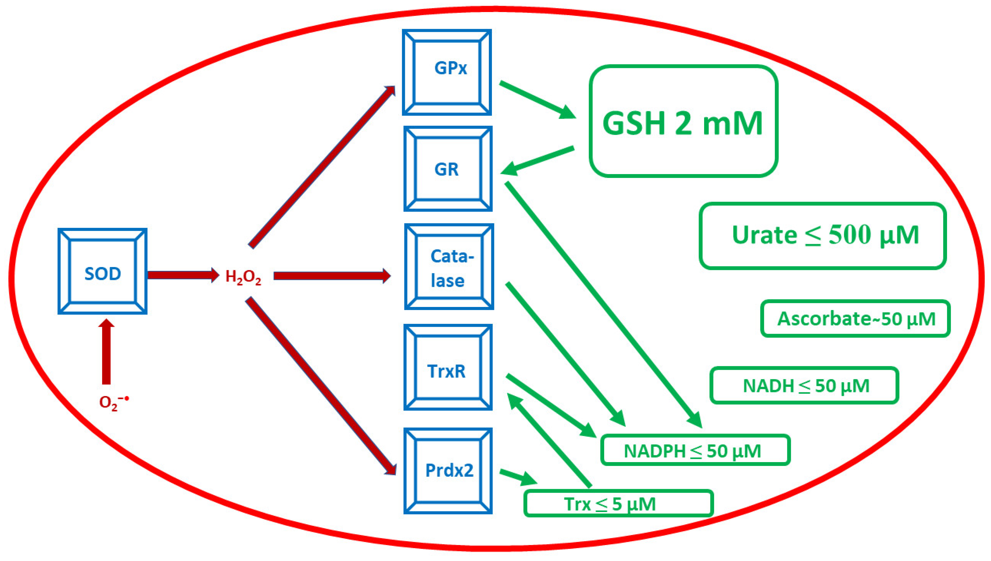 Antioxidants 12 01012 g001 Antioxidants 12 01012 g001