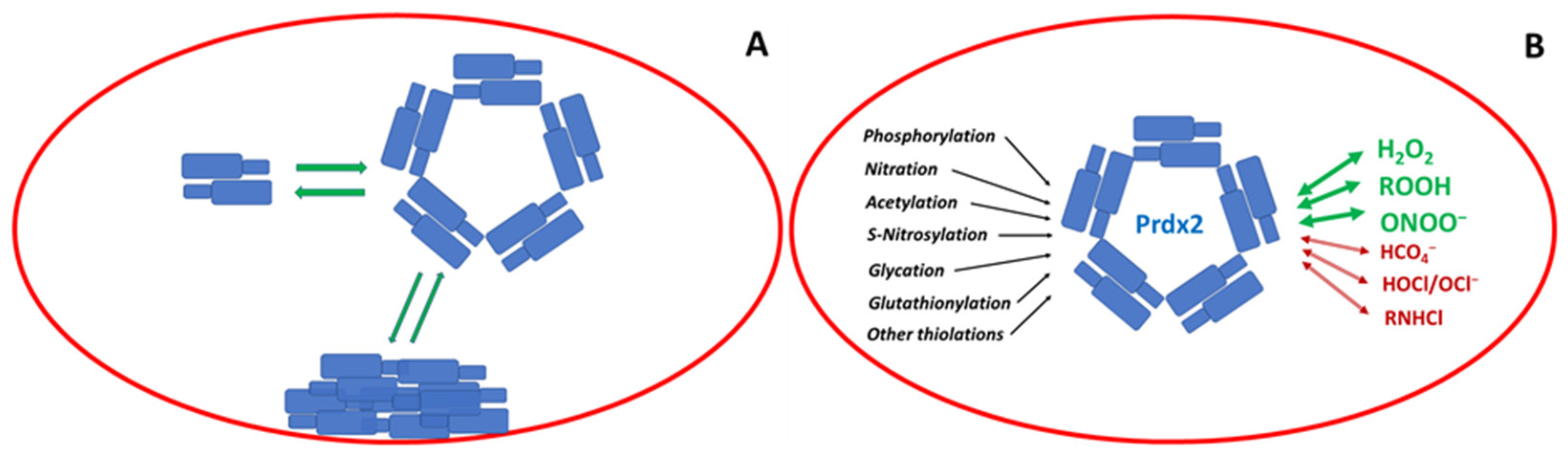 Antioxidants 12 01012 g002 Antioxidants 12 01012 g002