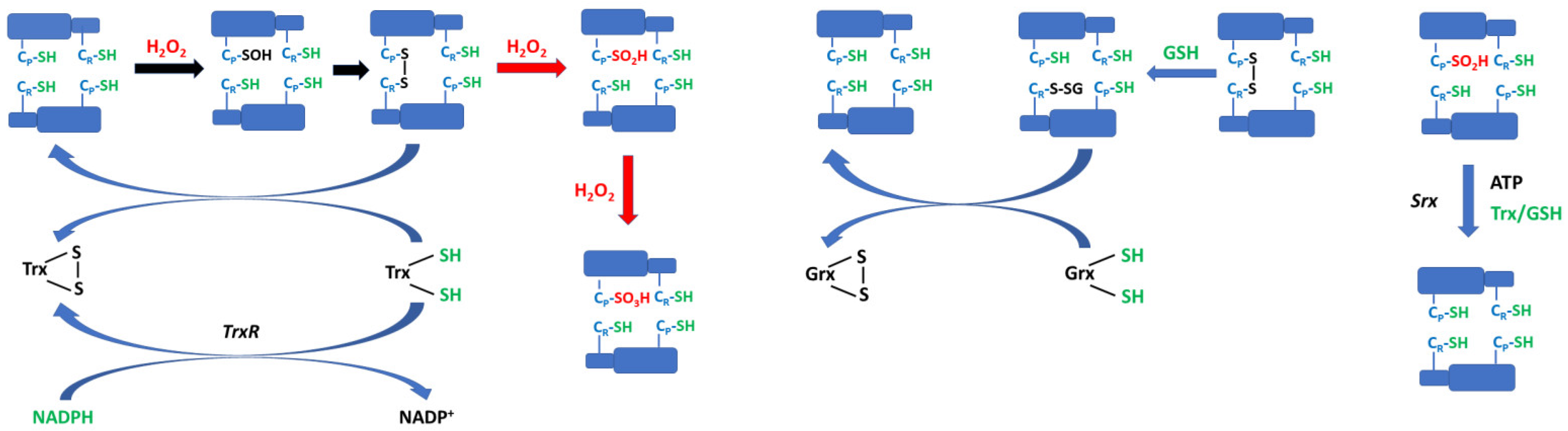 Antioxidants 12 01012 g003 Antioxidants 12 01012 g003