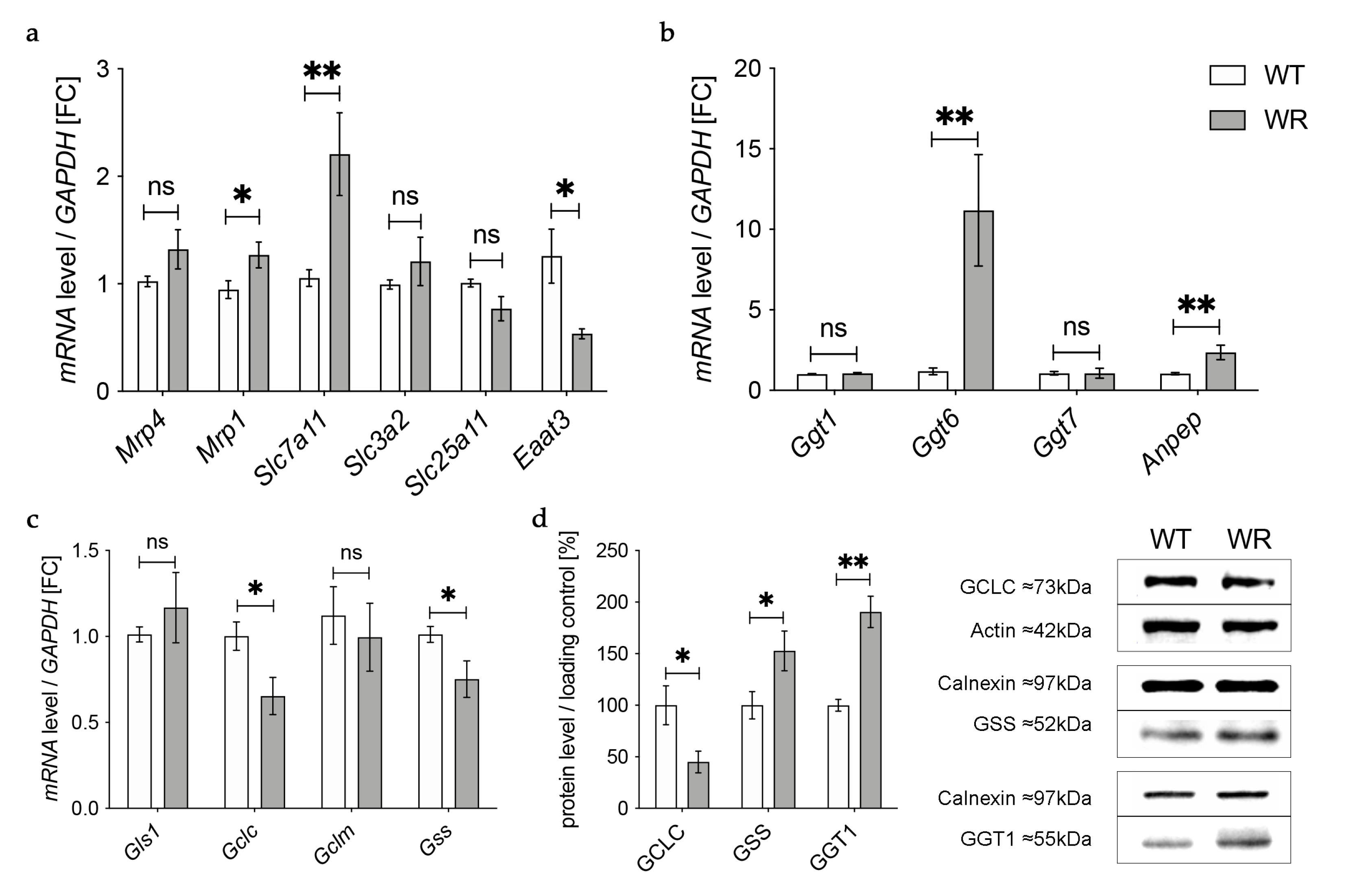 Antioxidants 12 01014 g003