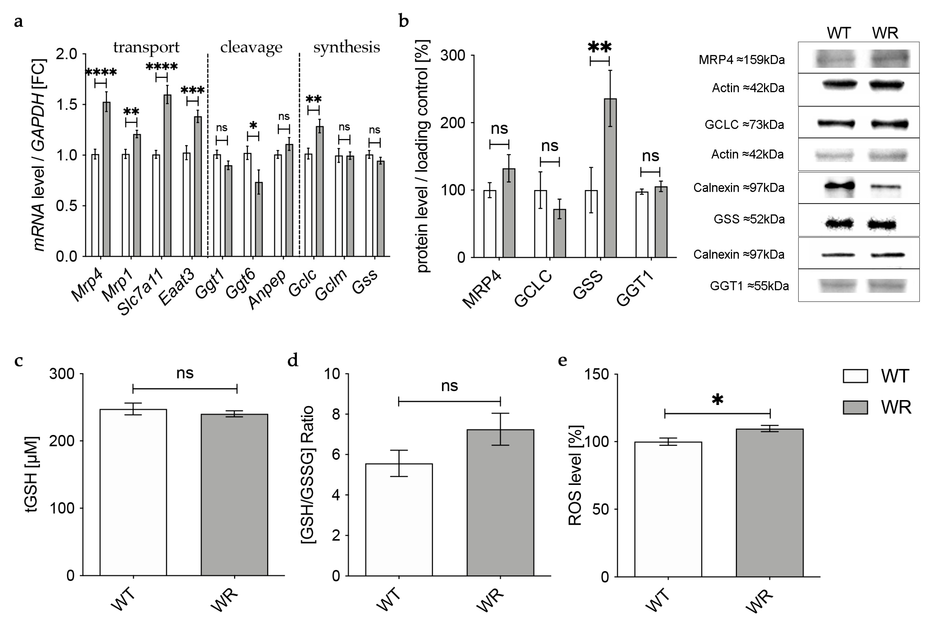 Antioxidants 12 01014 g004