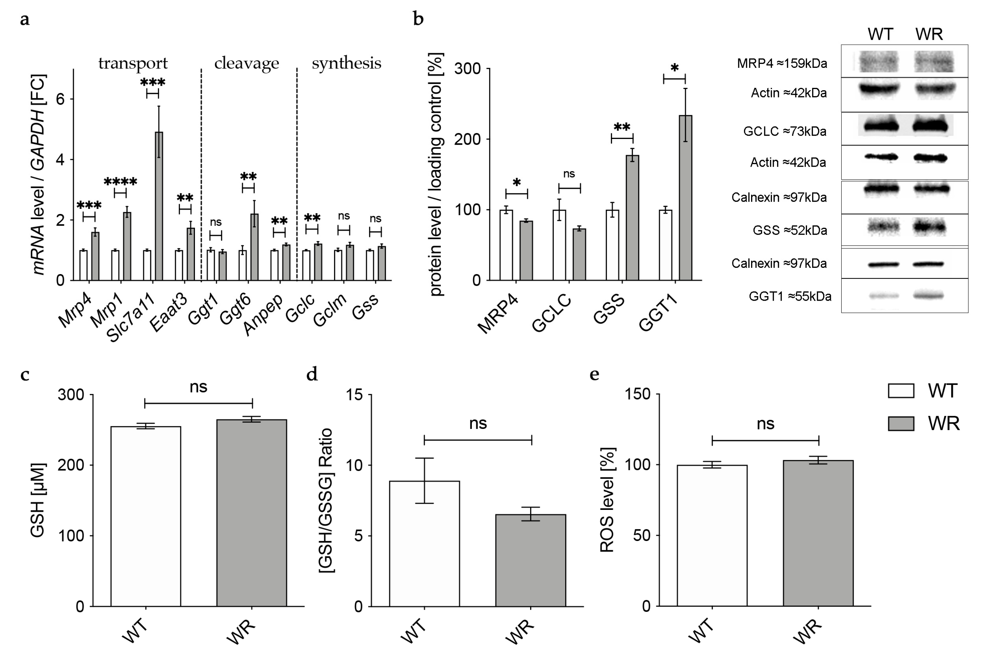 Antioxidants 12 01014 g005