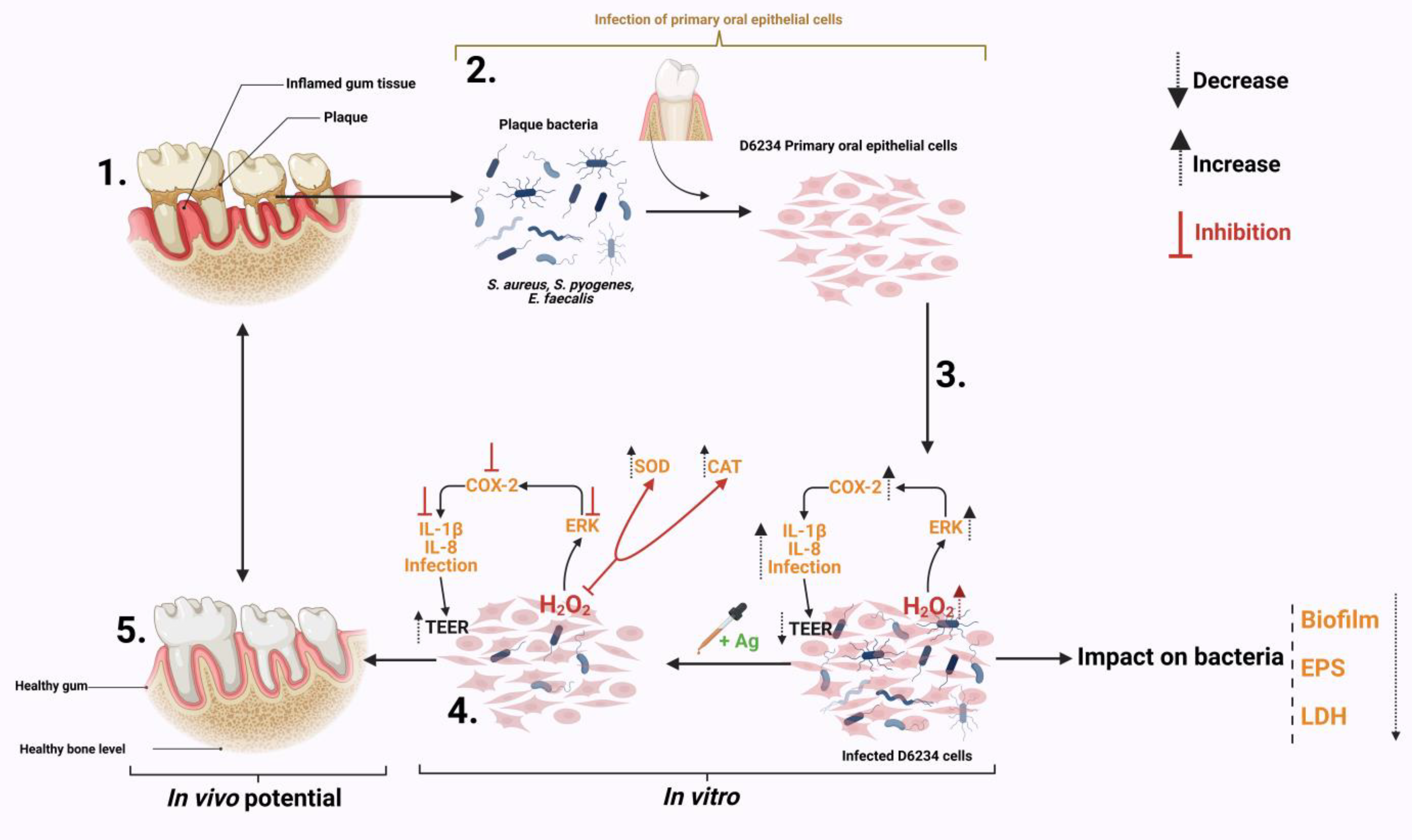 Antioxidants 12 01017 g006