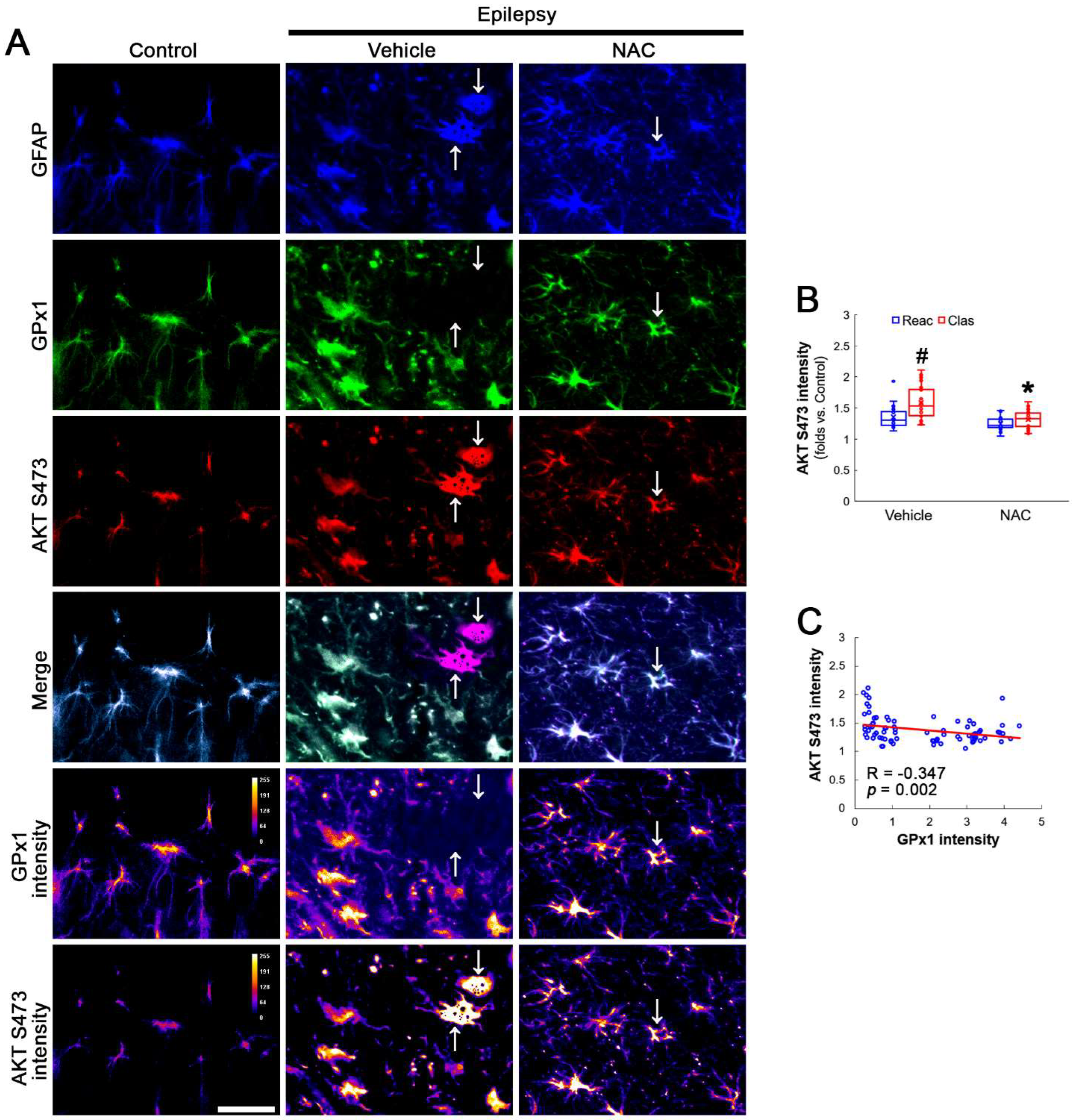 Antioxidants 12 01020 g003