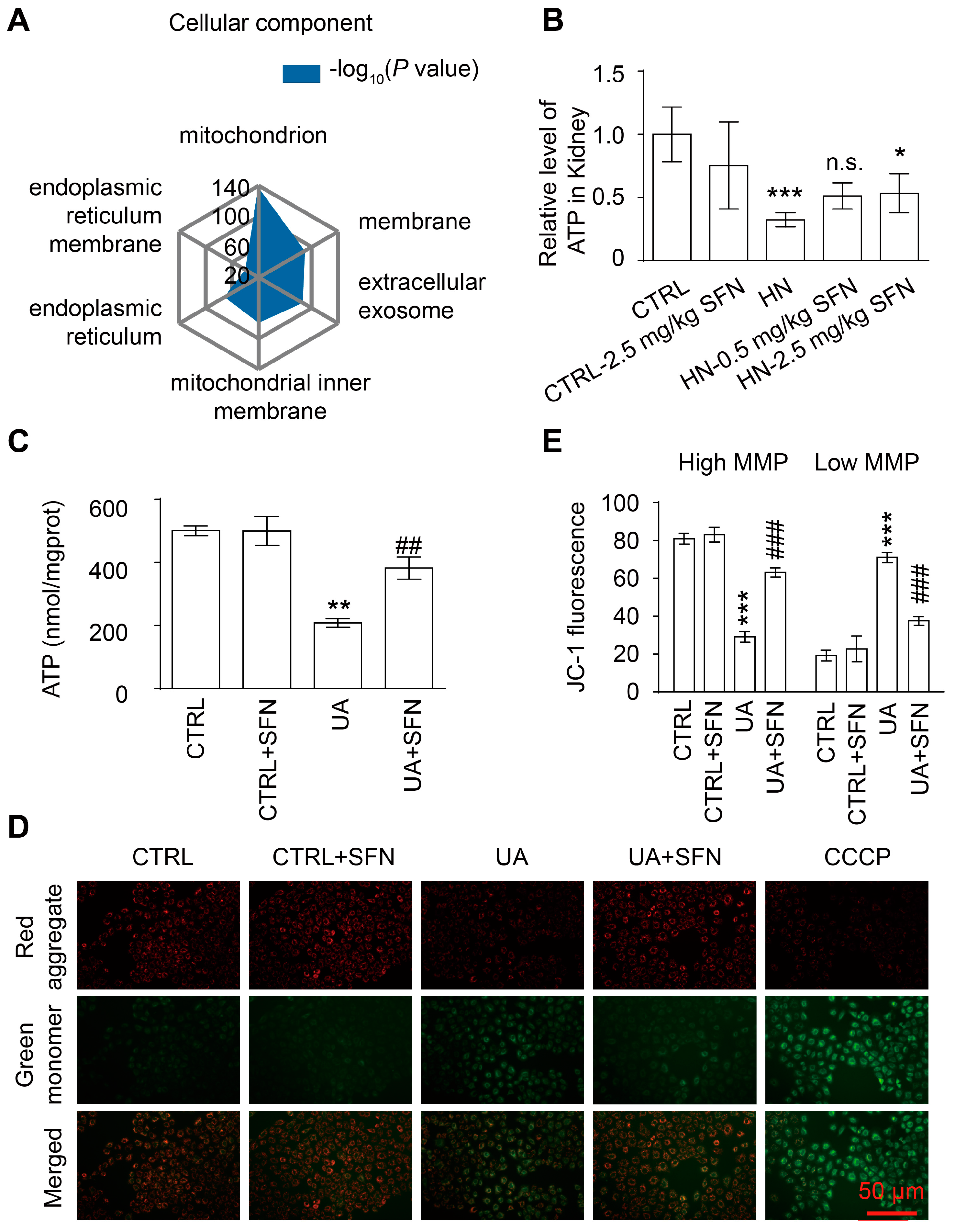 Antioxidants 12 01022 g005 Antioxidants 12 01022 g005
