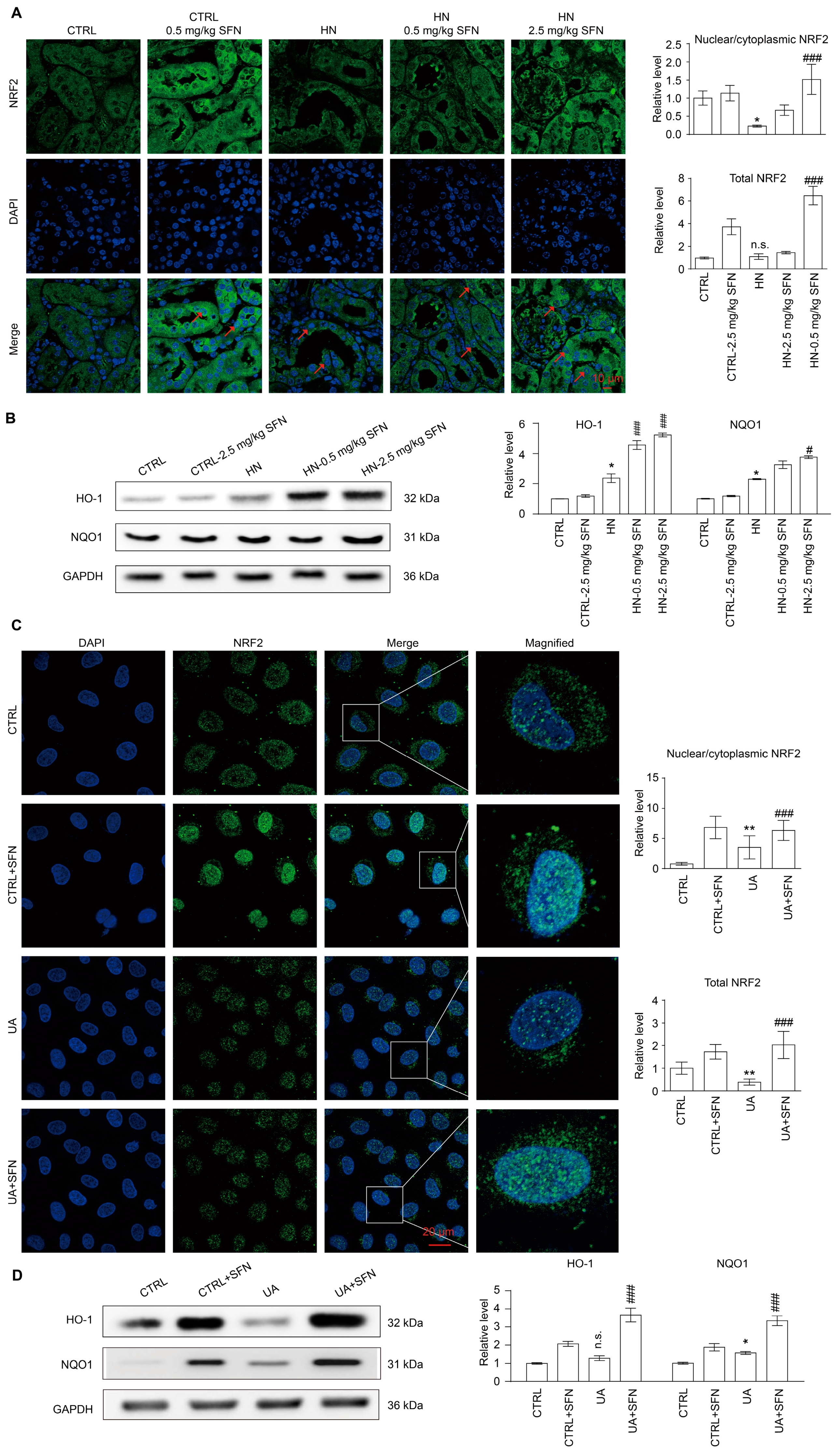 Antioxidants 12 01022 g008 Antioxidants 12 01022 g008