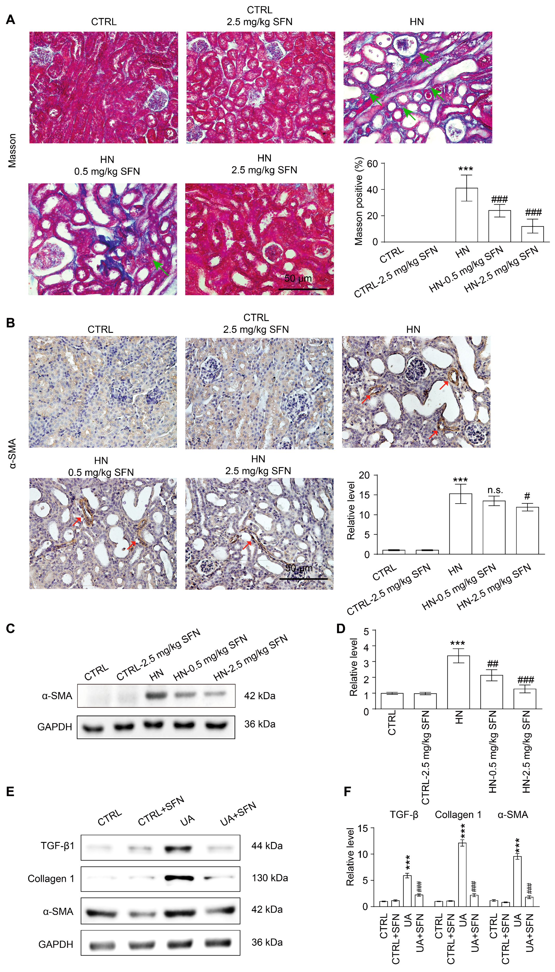 Antioxidants 12 01022 g009 Antioxidants 12 01022 g009
