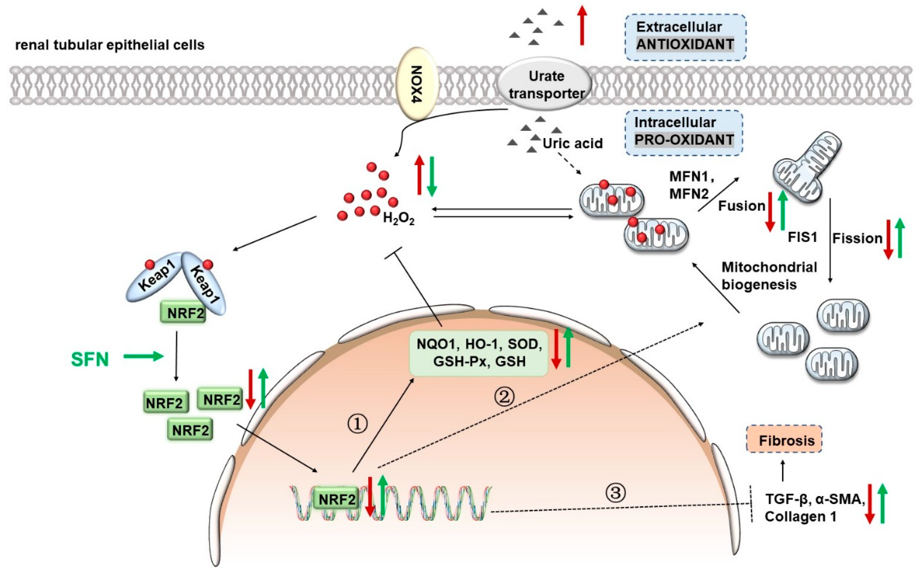Antioxidants 12 01022 g010 Antioxidants 12 01022 g010