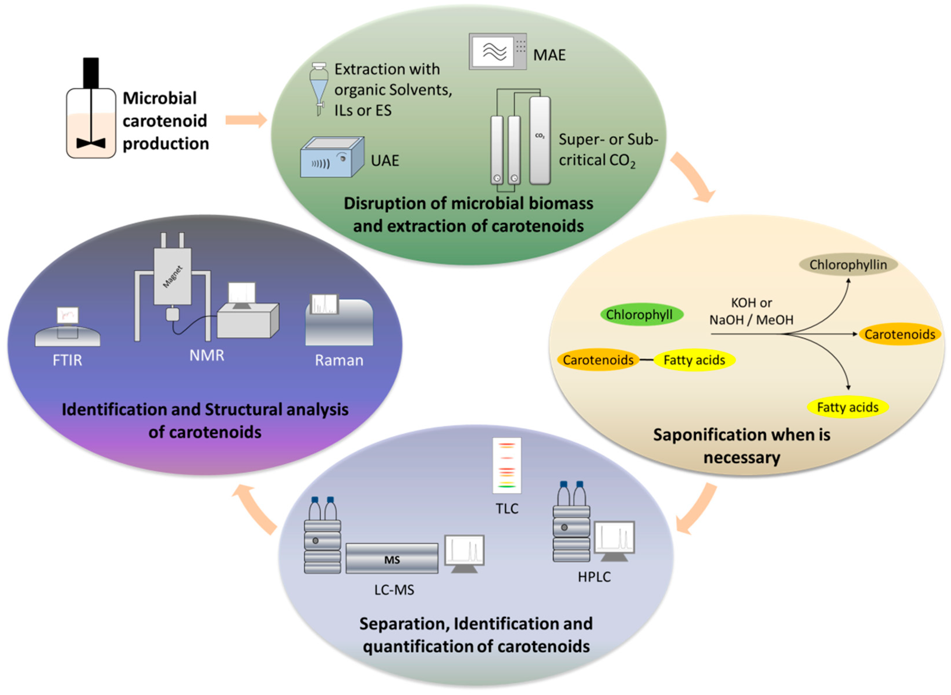 Antioxidants 12 01030 g003