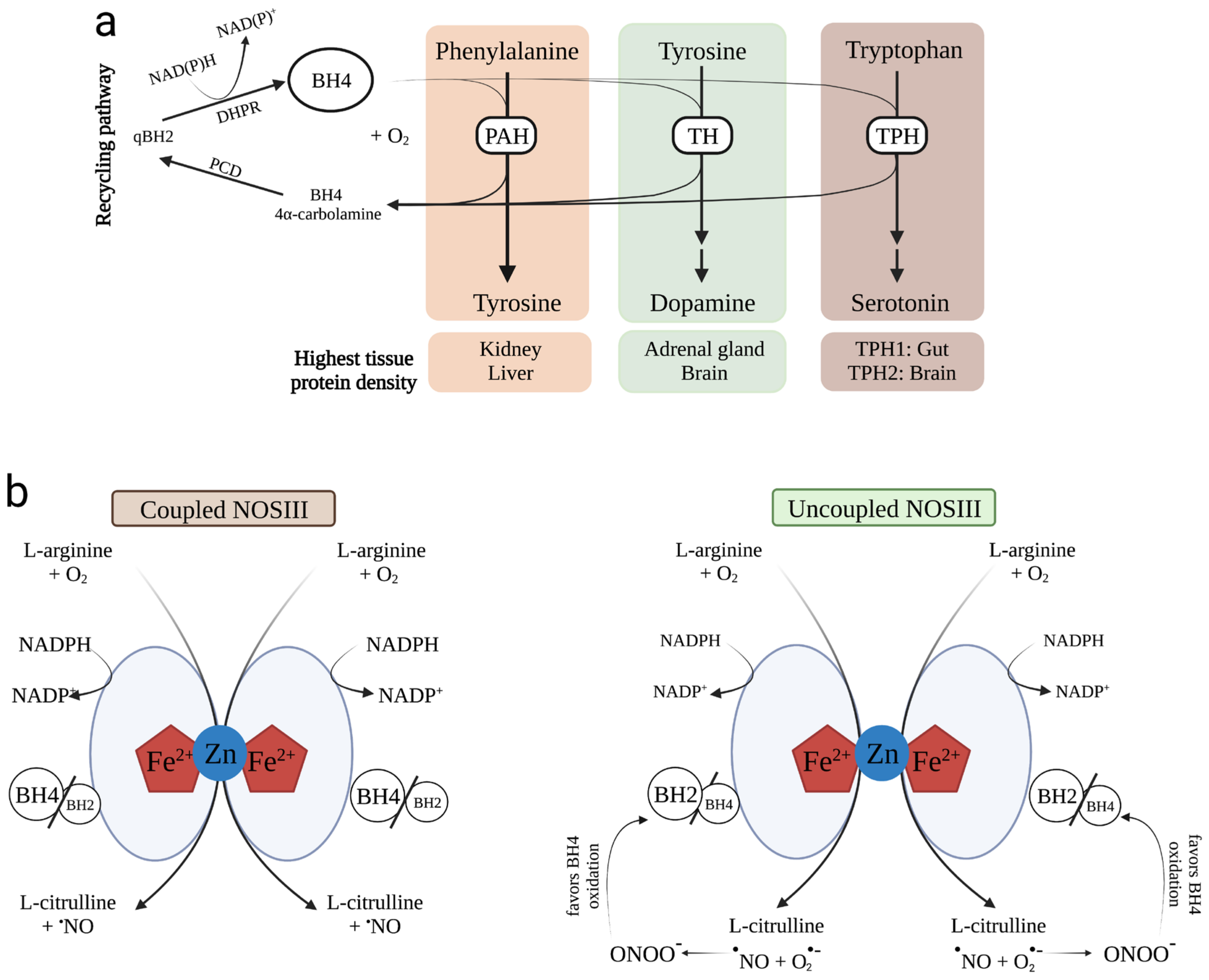 Antioxidants 12 01037 g002 Antioxidants 12 01037 g002