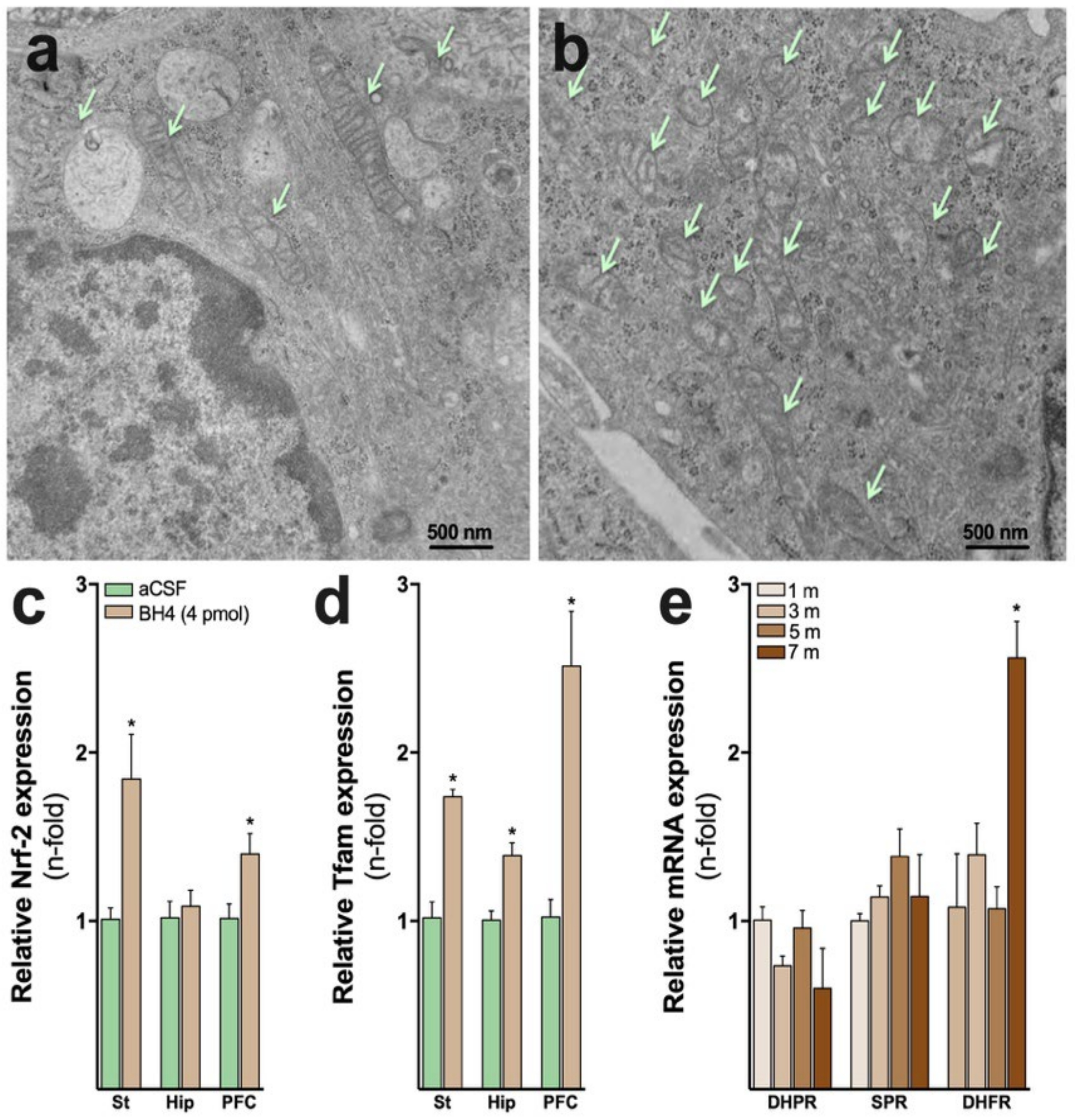 Antioxidants 12 01037 g003 Antioxidants 12 01037 g003