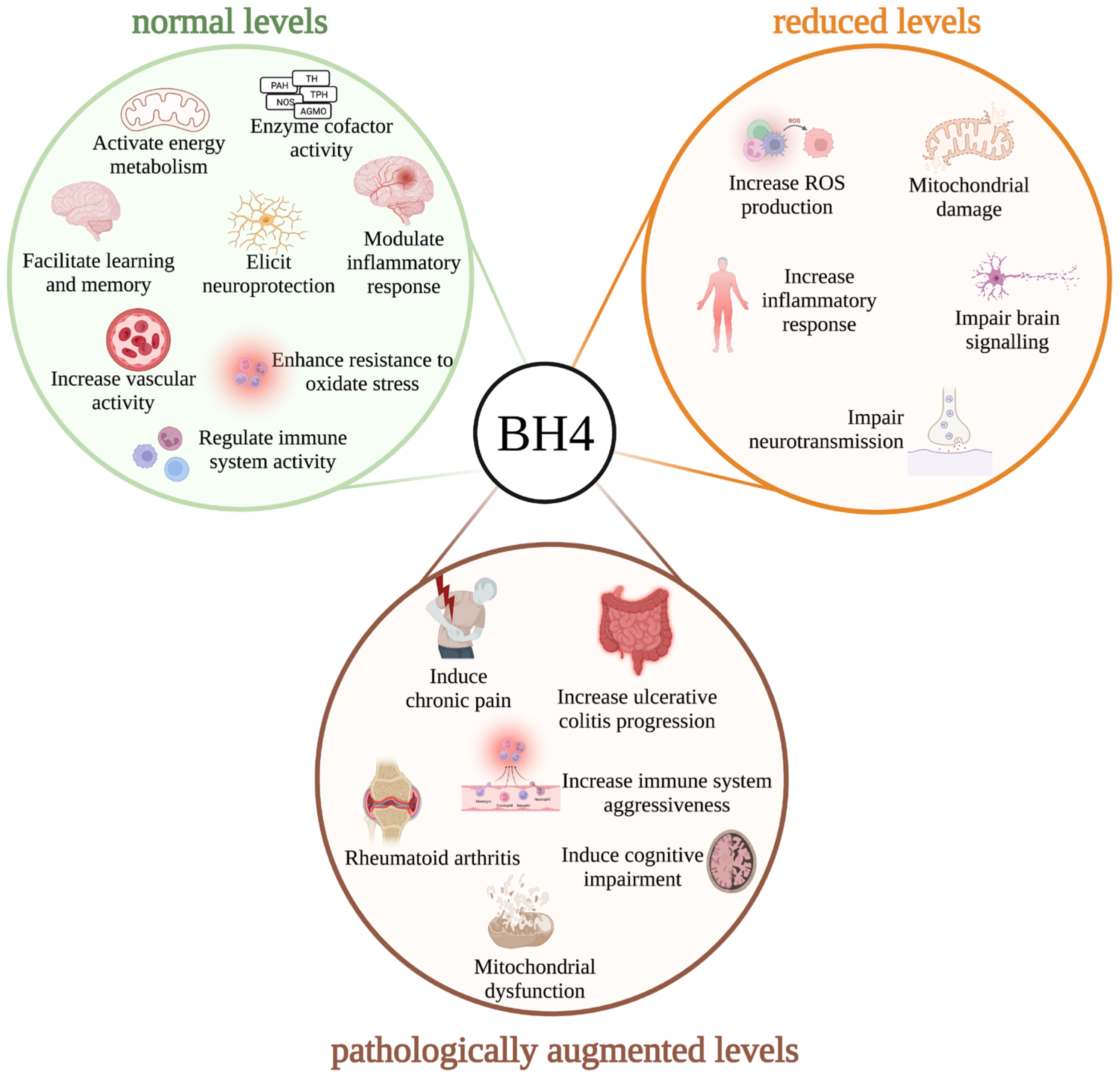 Antioxidants 12 01037 g005 Antioxidants 12 01037 g005