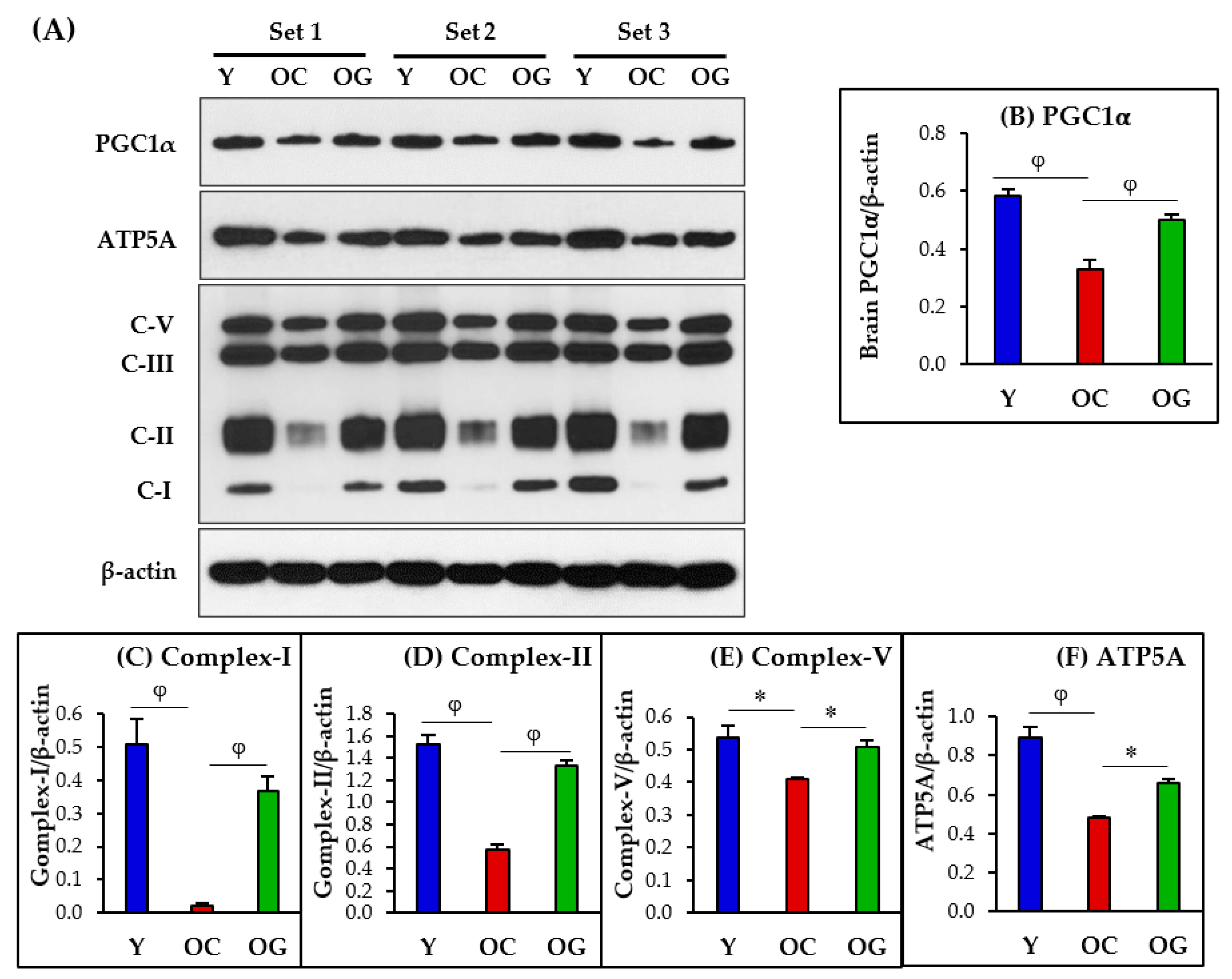 Antioxidants 12 01042 g006